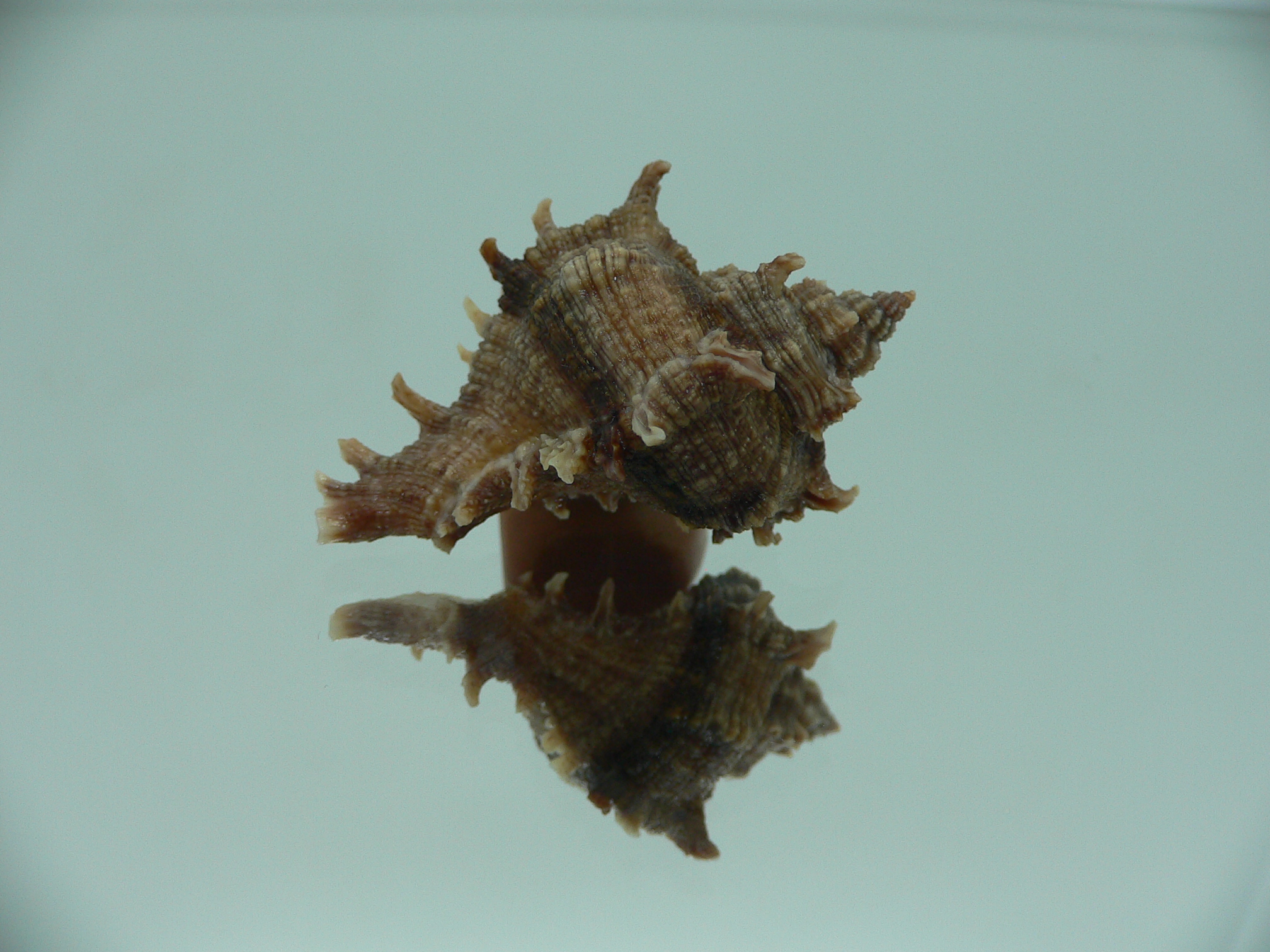 Chicoreus virgineus ponderosus (var.) VERY DARK DWARF