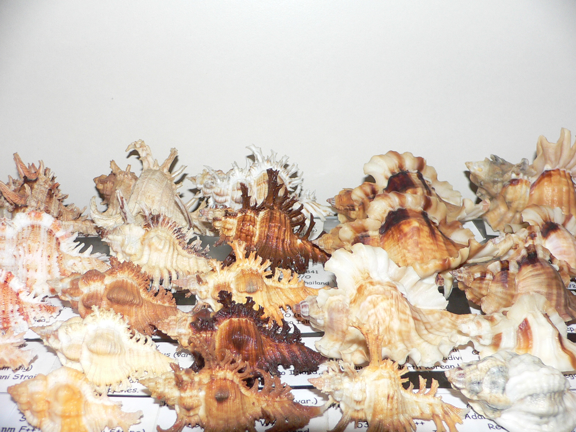 Chicoreus virgineus ponderosus (var.) VERY DARK DWARF