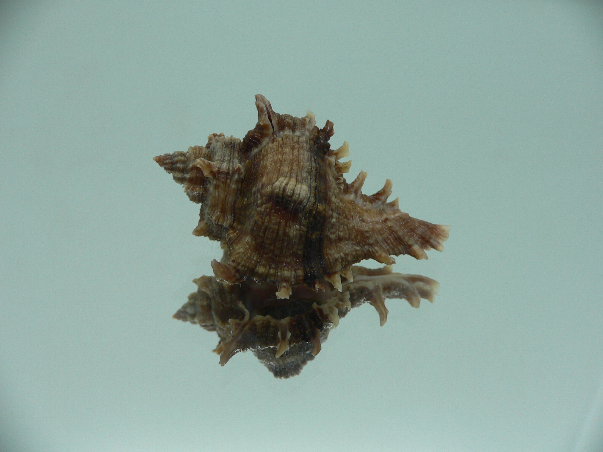 Chicoreus virgineus ponderosus (var.) VERY DARK DWARF