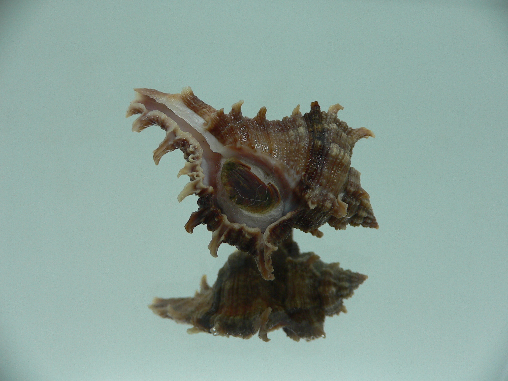 Chicoreus virgineus ponderosus (var.) VERY DARK DWARF