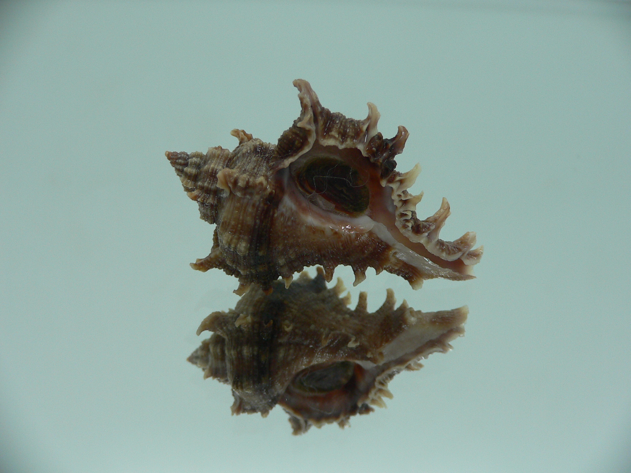 Chicoreus virgineus ponderosus (var.) VERY DARK DWARF