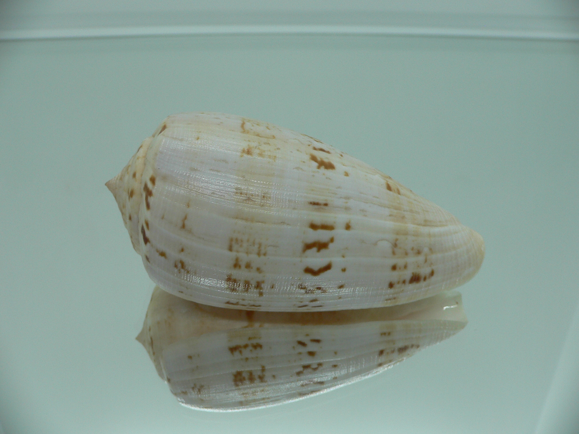 Conus anemone peronianus (var.) VERY BIG