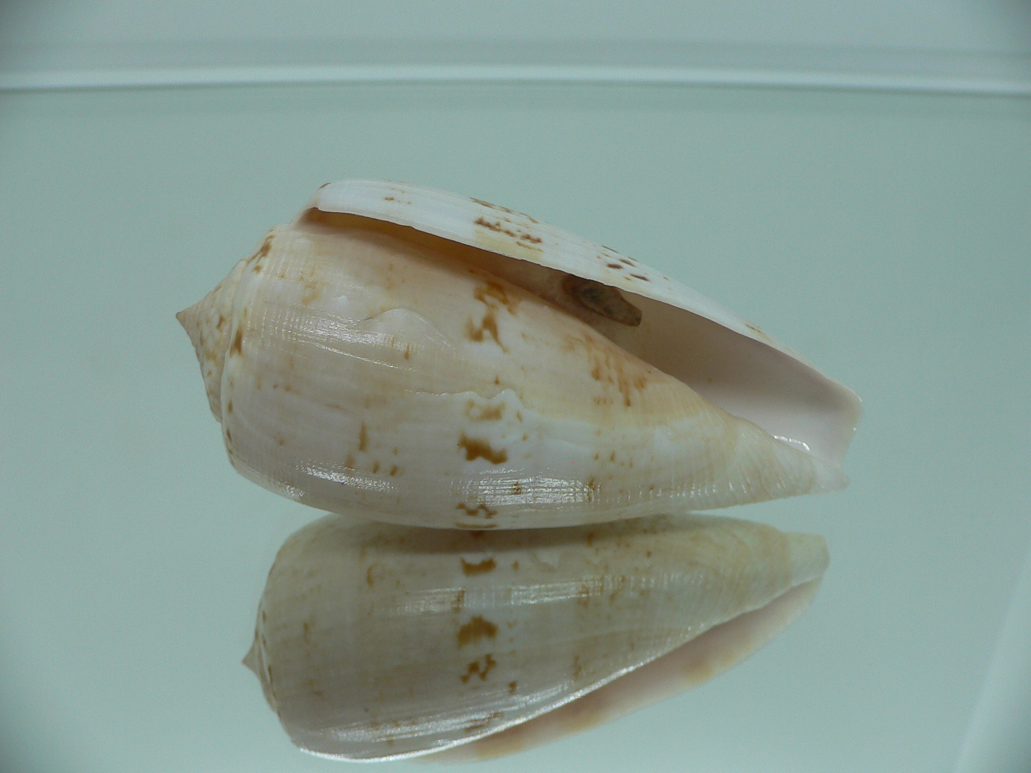 Conus anemone peronianus (var.) VERY BIG