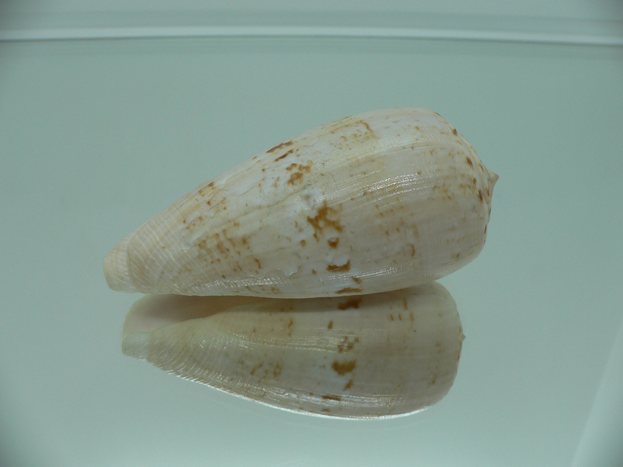 Conus anemone peronianus (var.) VERY BIG