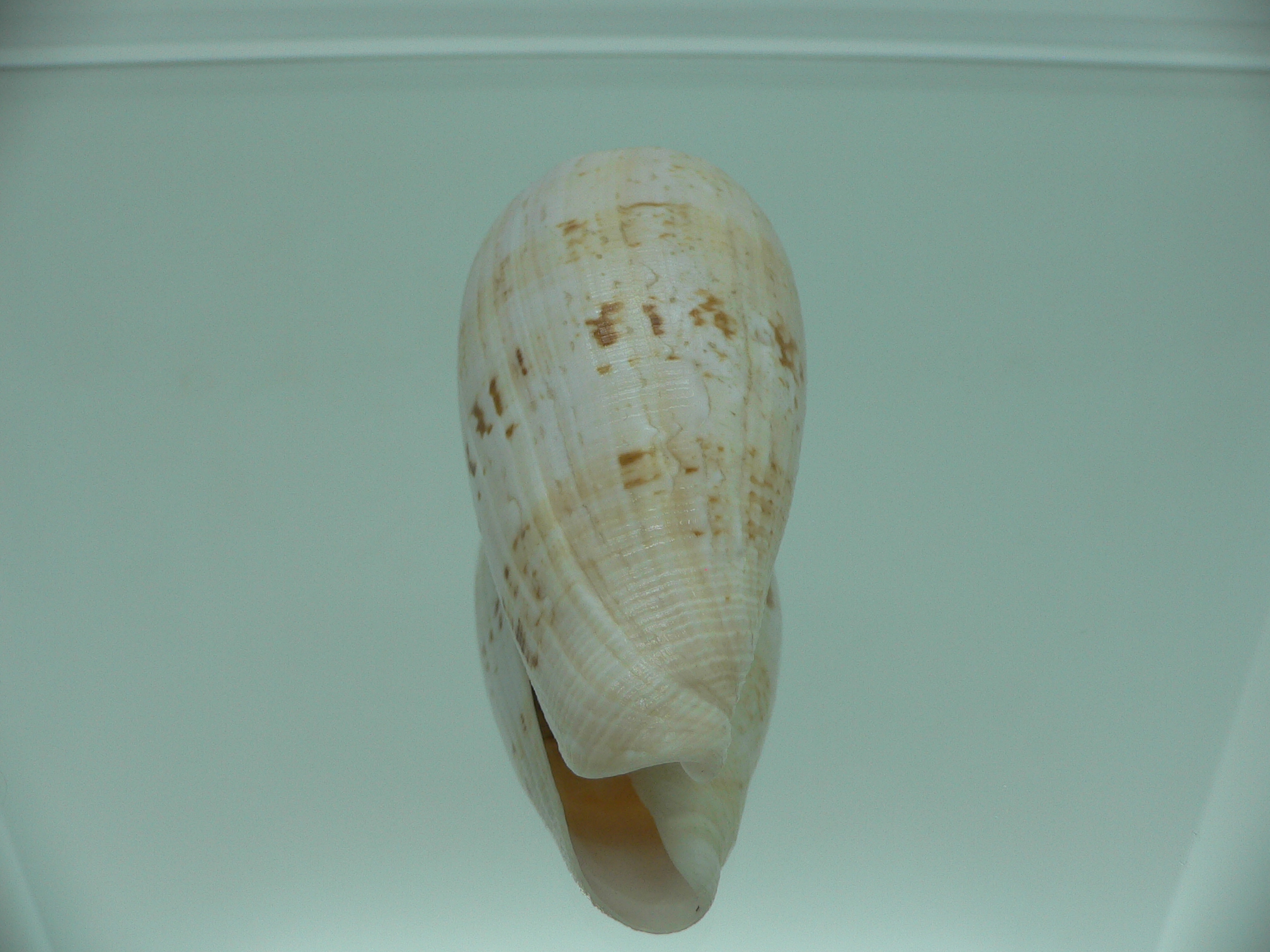 Conus anemone peronianus (var.) VERY BIG