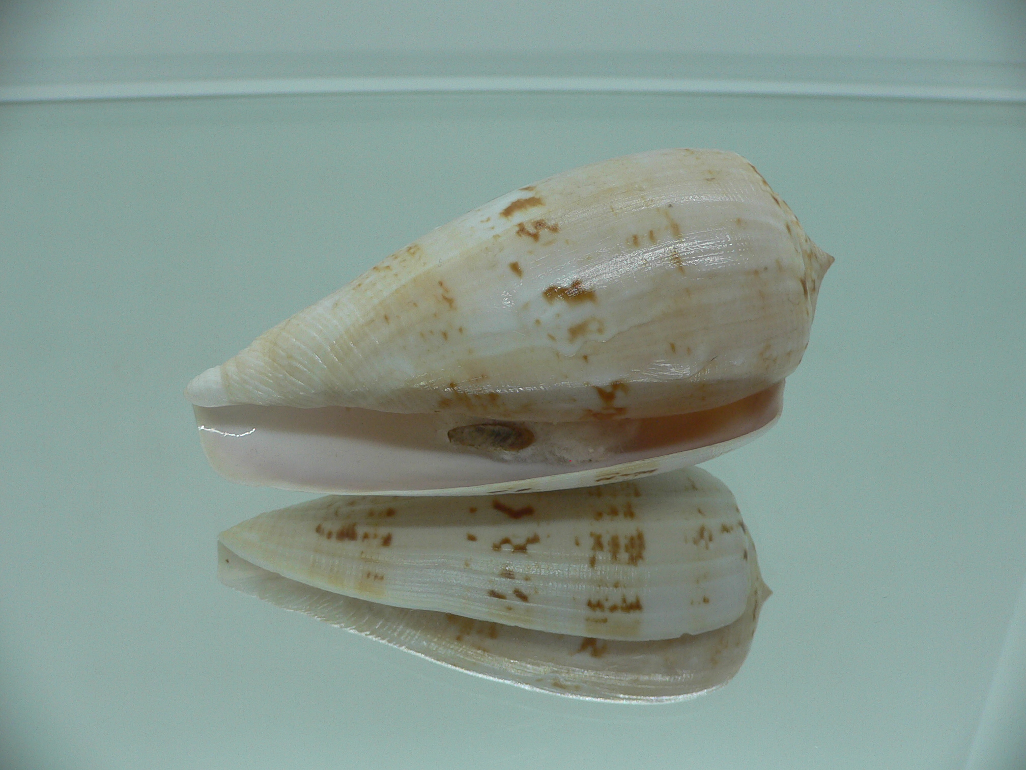 Conus anemone peronianus (var.) VERY BIG