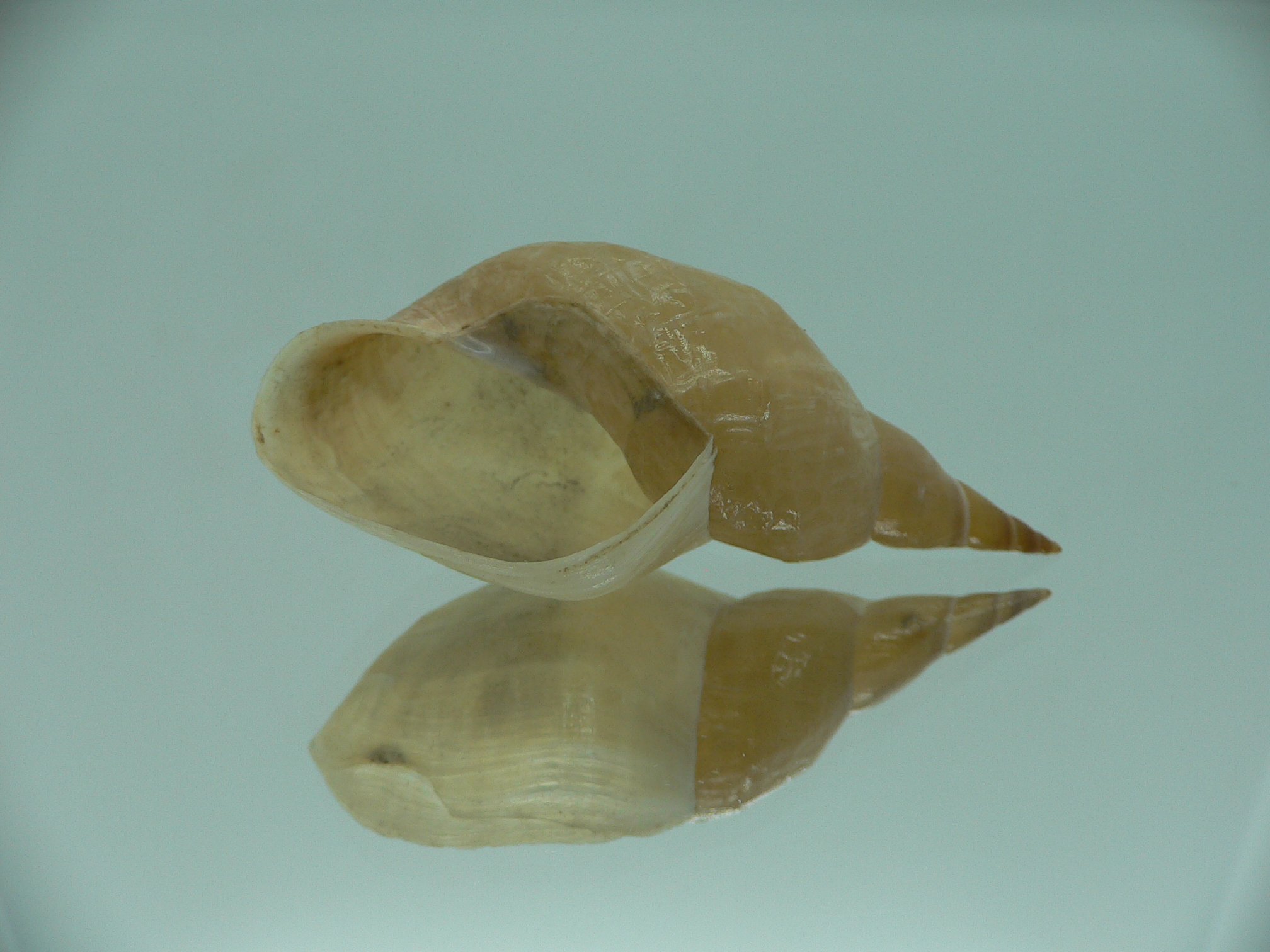 Lymnaea stagnalis VERY BIG