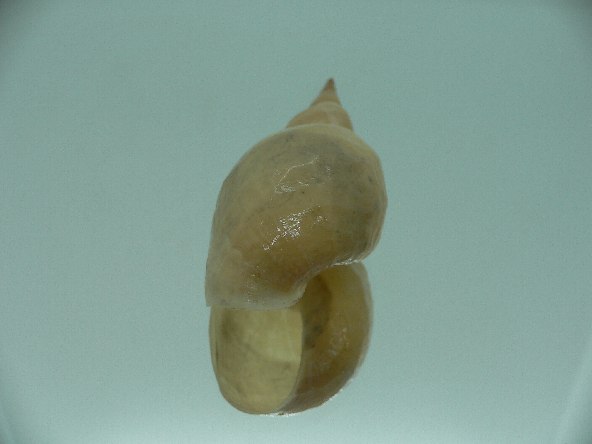 Lymnaea stagnalis VERY BIG