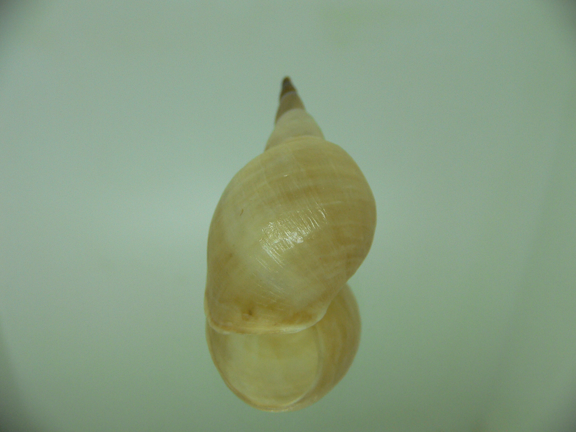 Lymnaea stagnalis 2