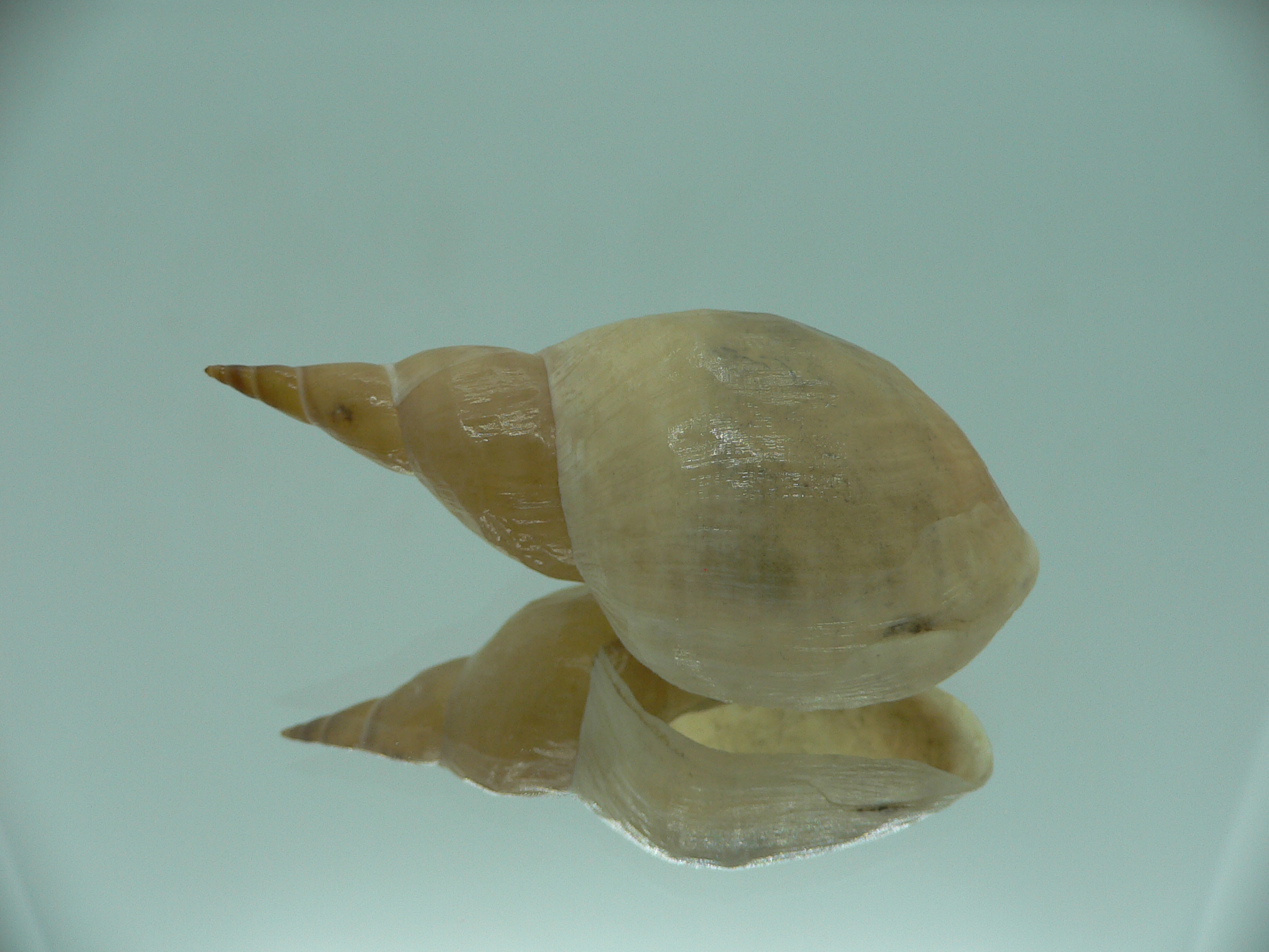 Lymnaea stagnalis VERY BIG