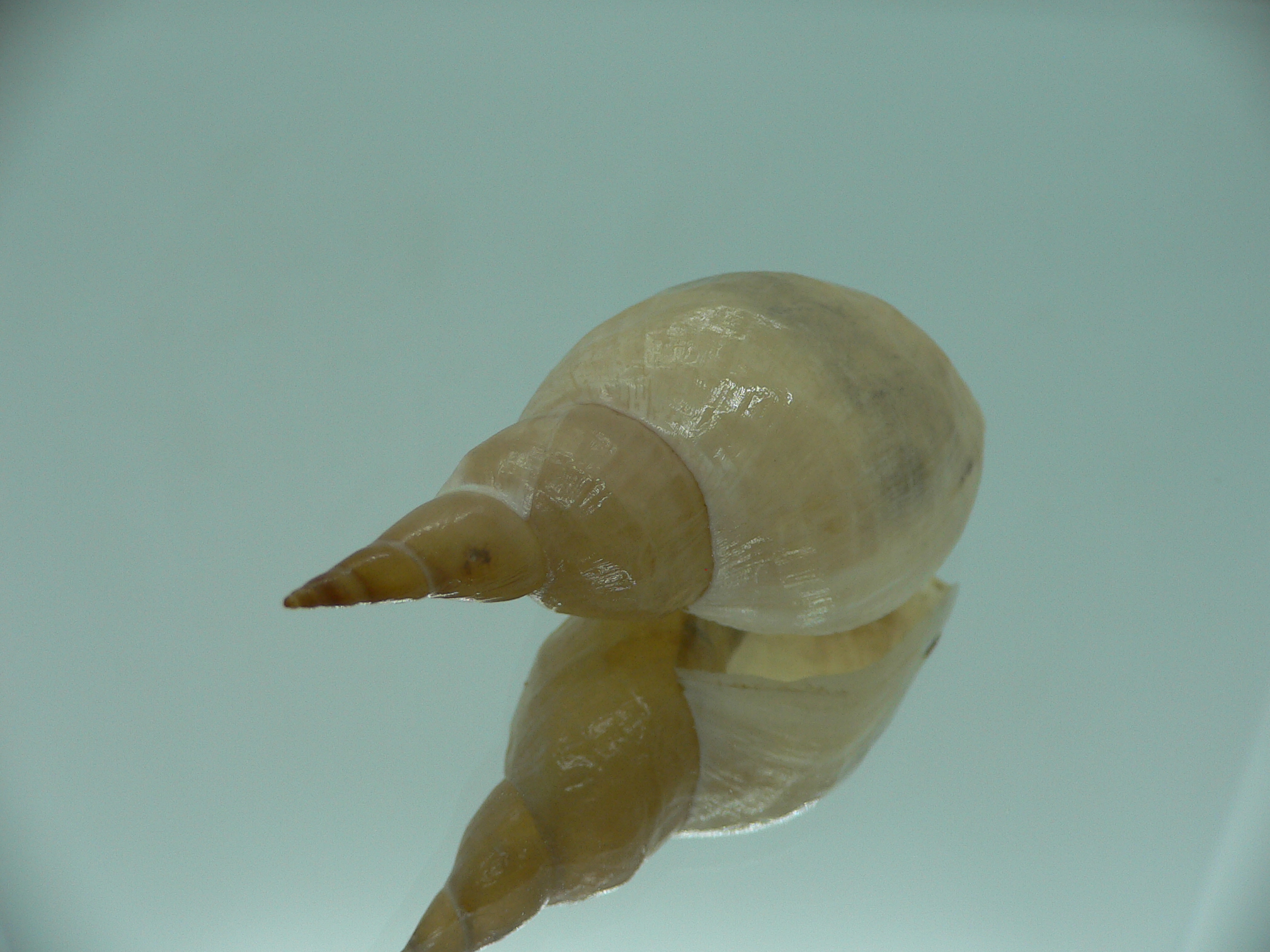 Lymnaea stagnalis VERY BIG