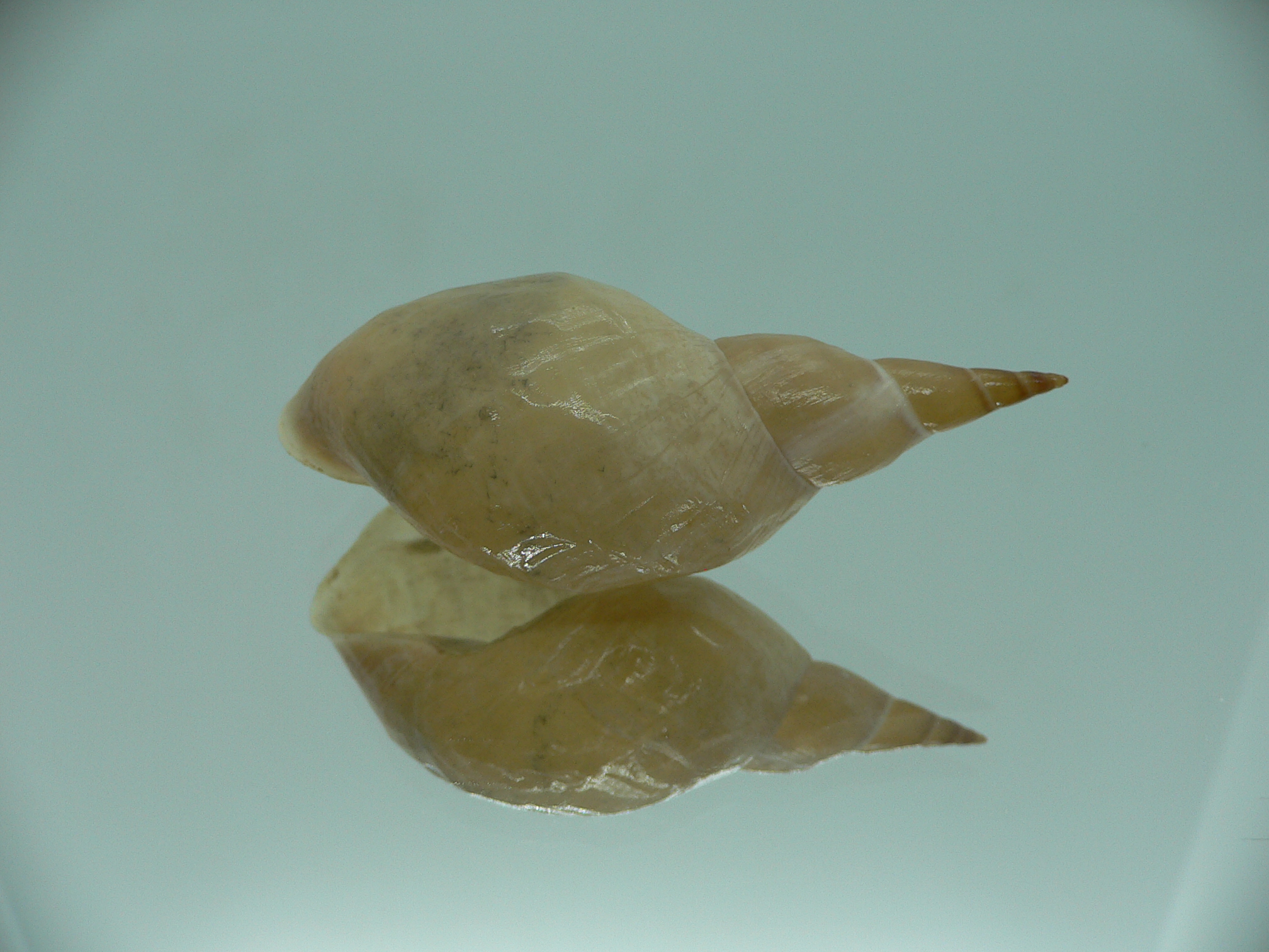 Lymnaea stagnalis VERY BIG