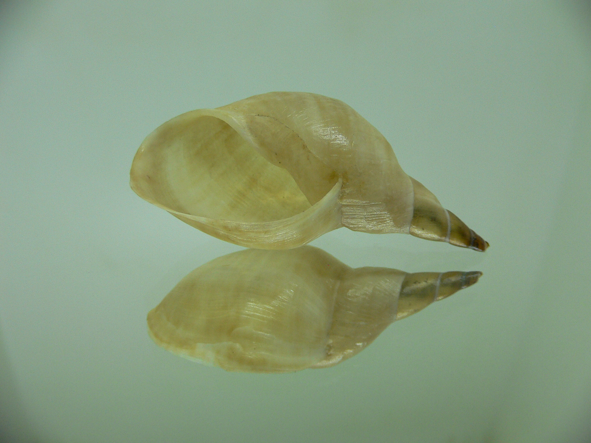 Lymnaea stagnalis 2