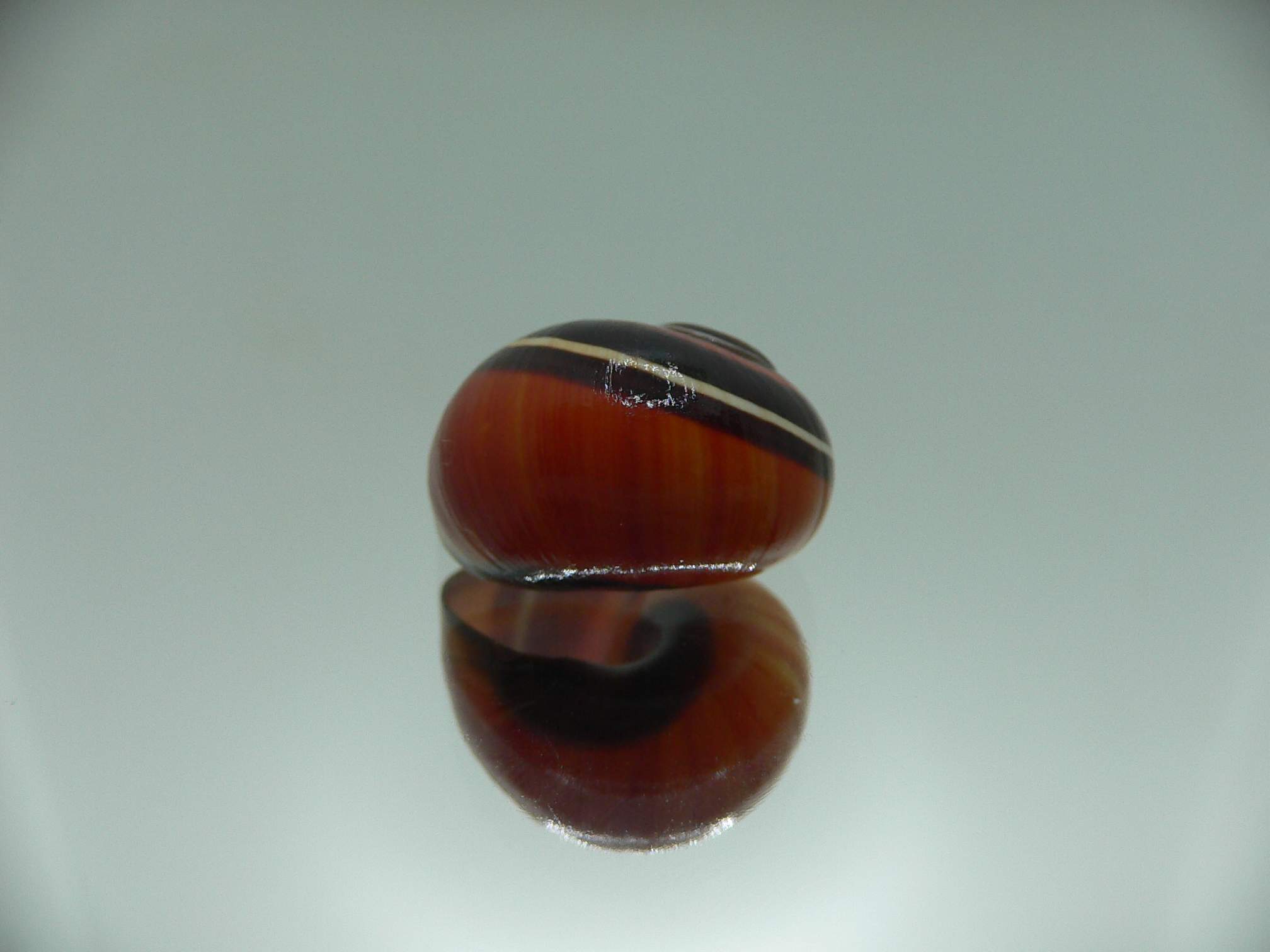 Polymita picta iolimbata SUPER