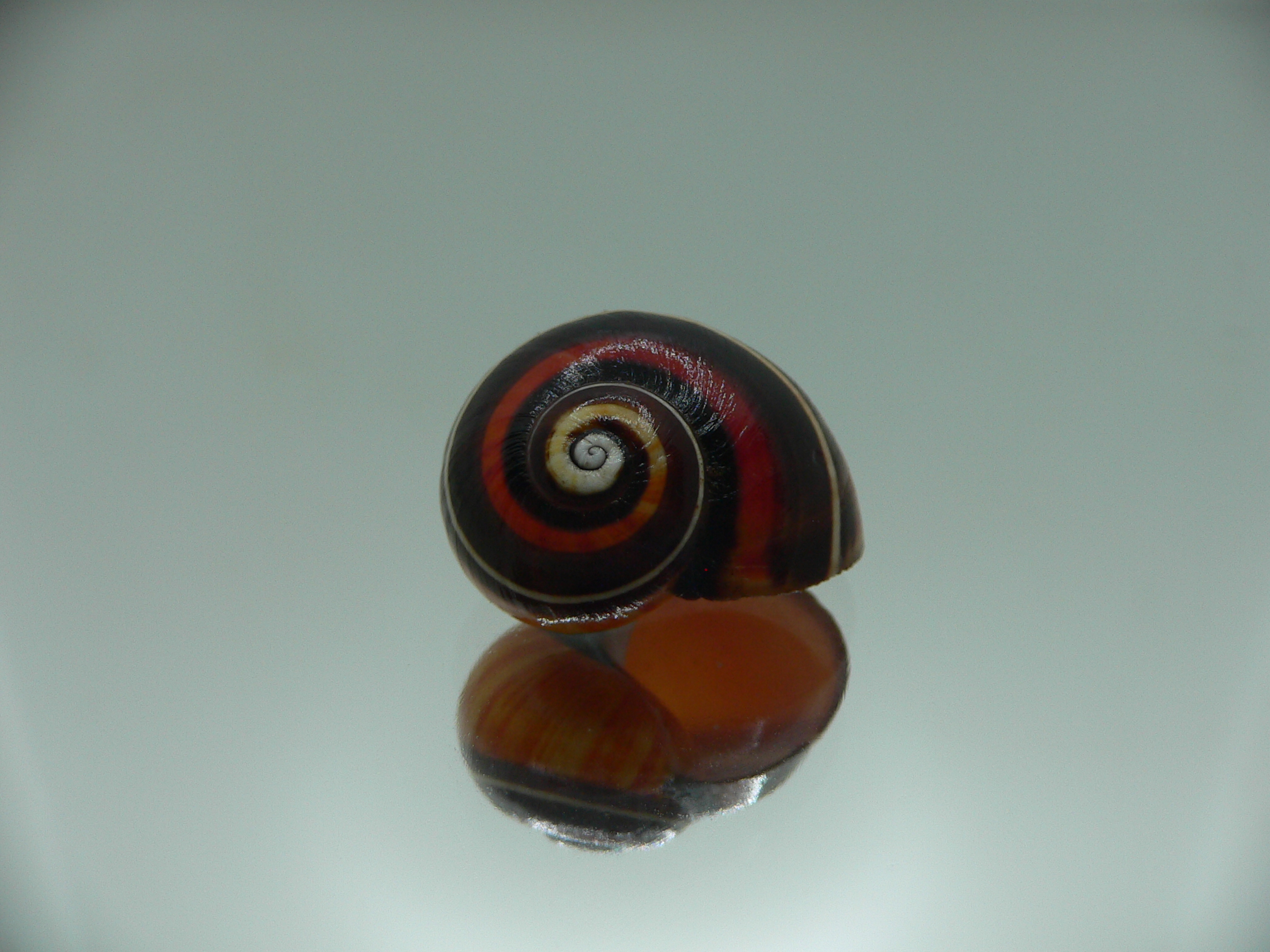 Polymita picta iolimbata SUPER