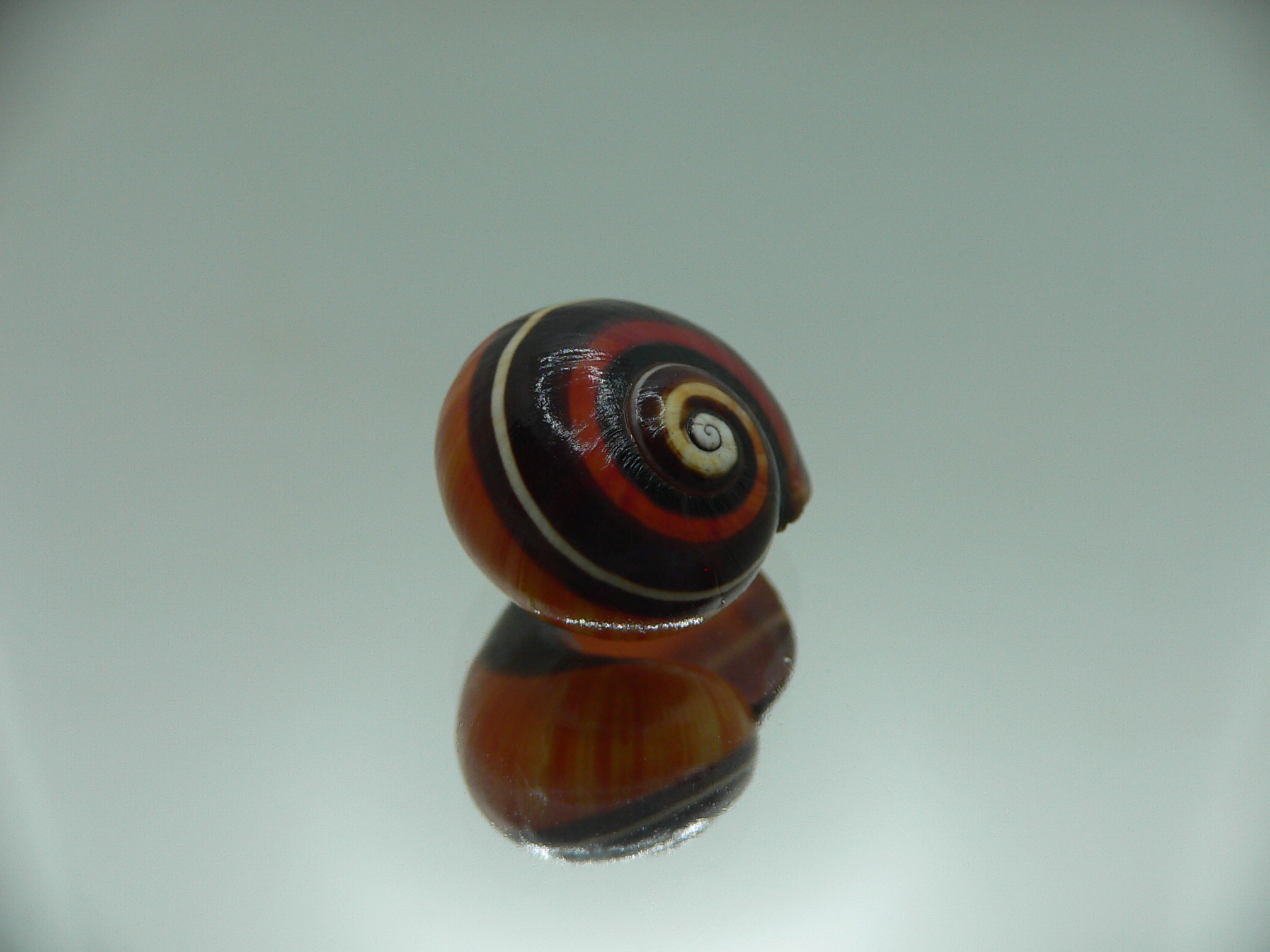 Polymita picta iolimbata SUPER