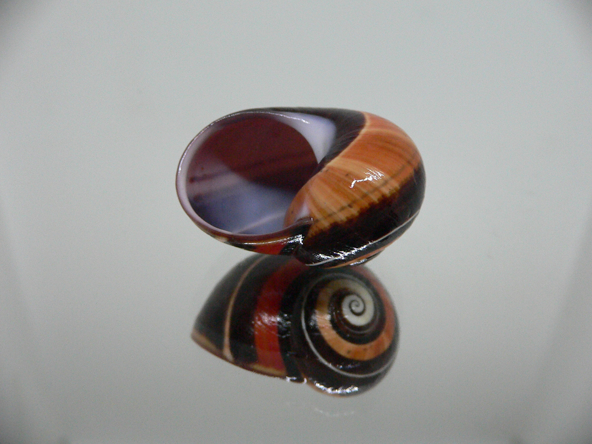 Polymita picta iolimbata SUPER