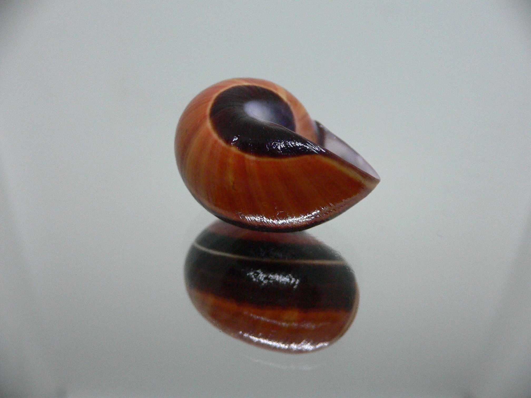 Polymita picta iolimbata SUPER