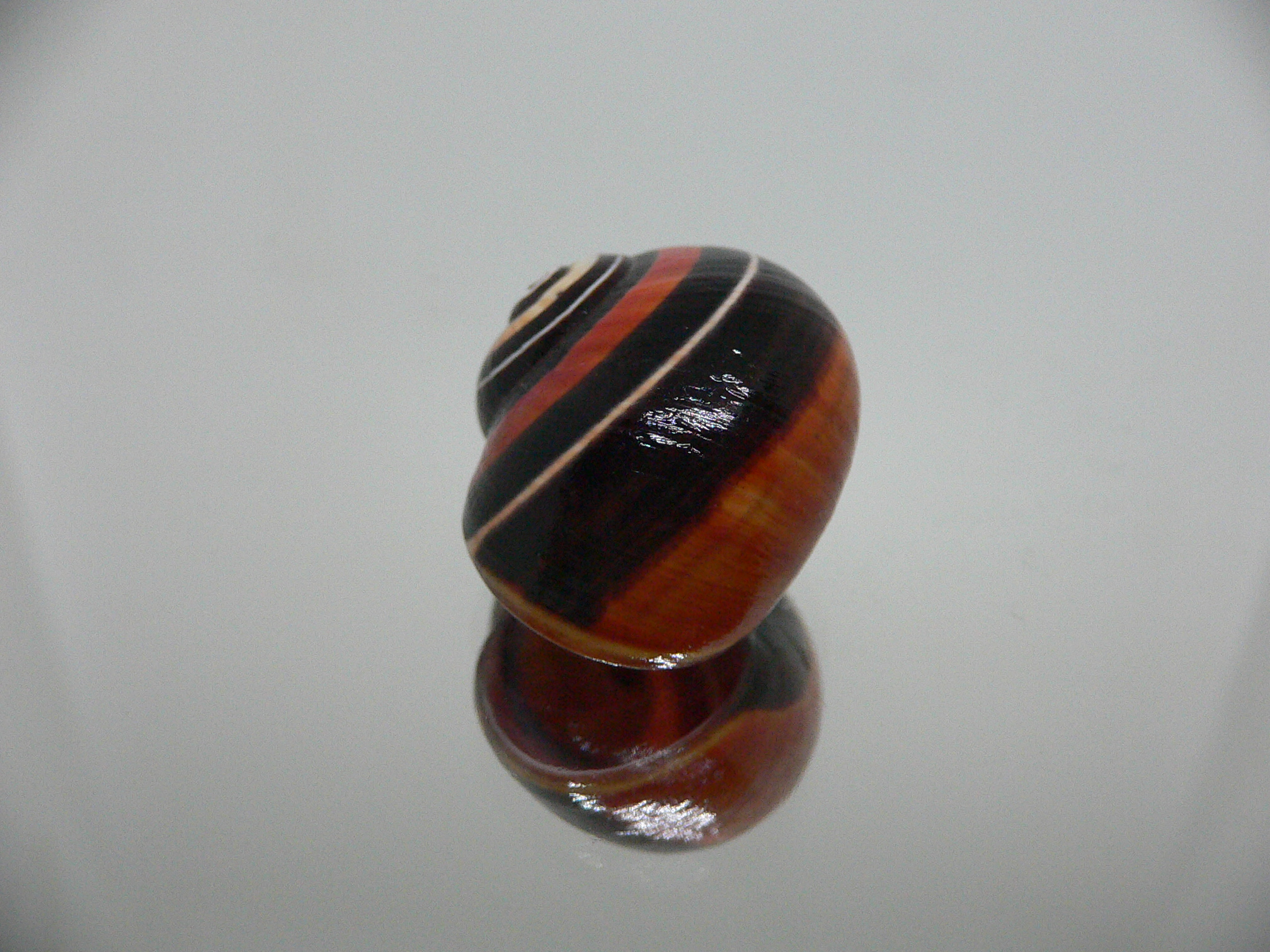 Polymita picta iolimbata SUPER