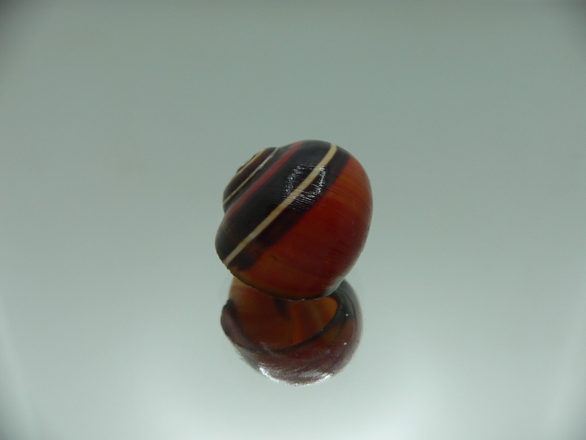 Polymita picta iolimbata SUPER