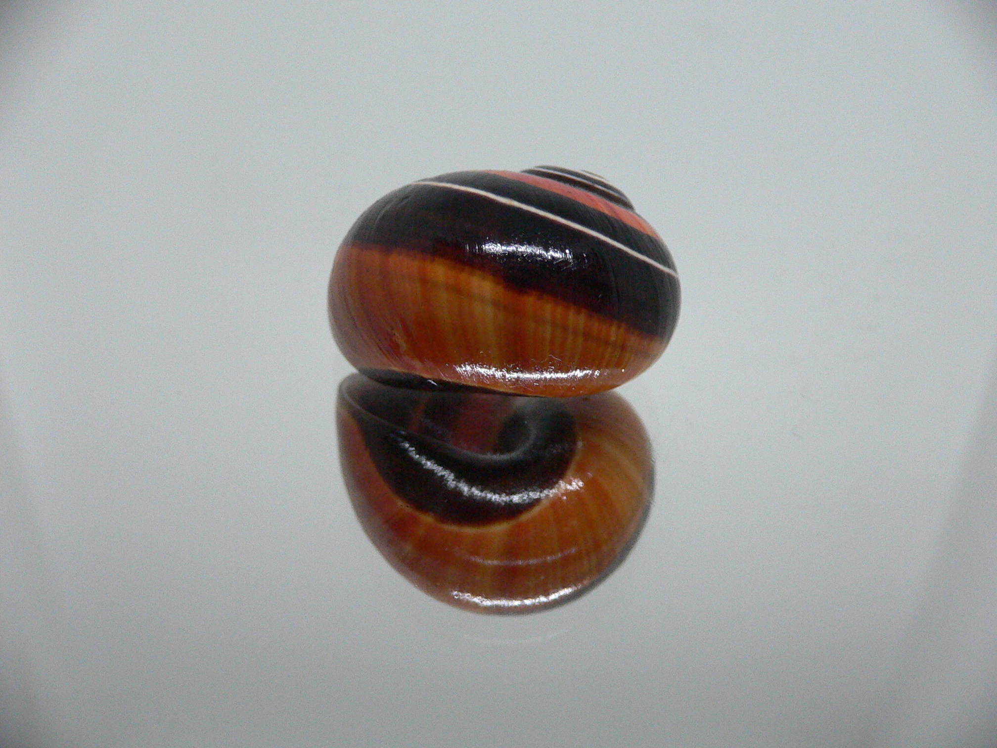 Polymita picta iolimbata SUPER