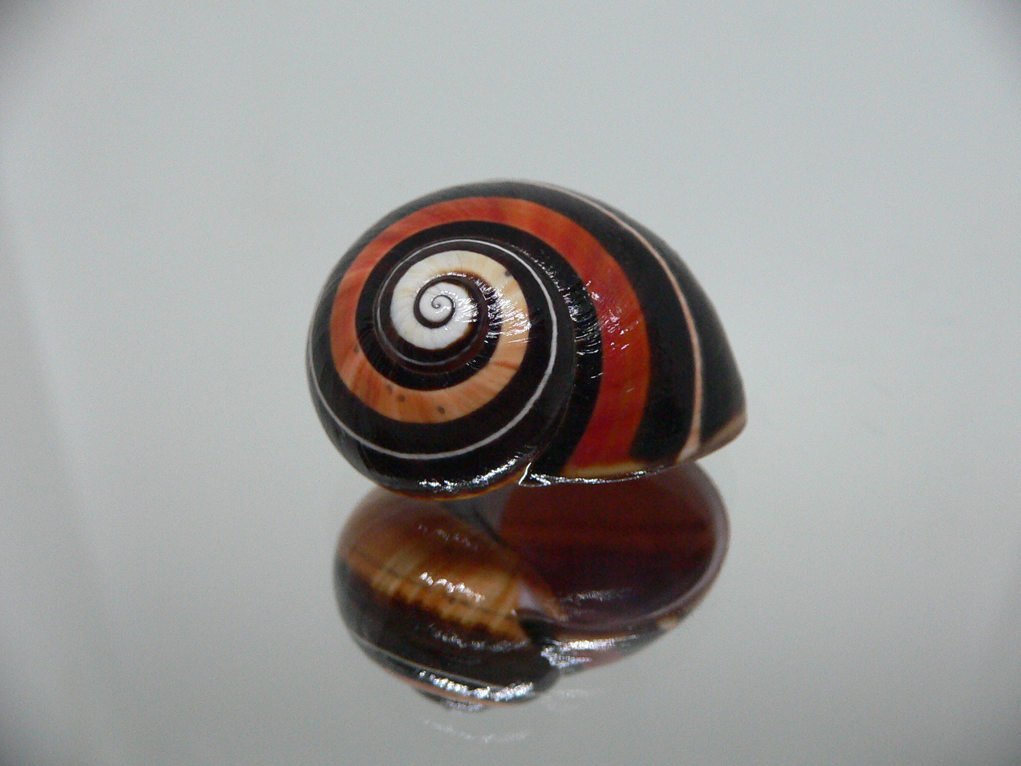 Polymita picta iolimbata SUPER