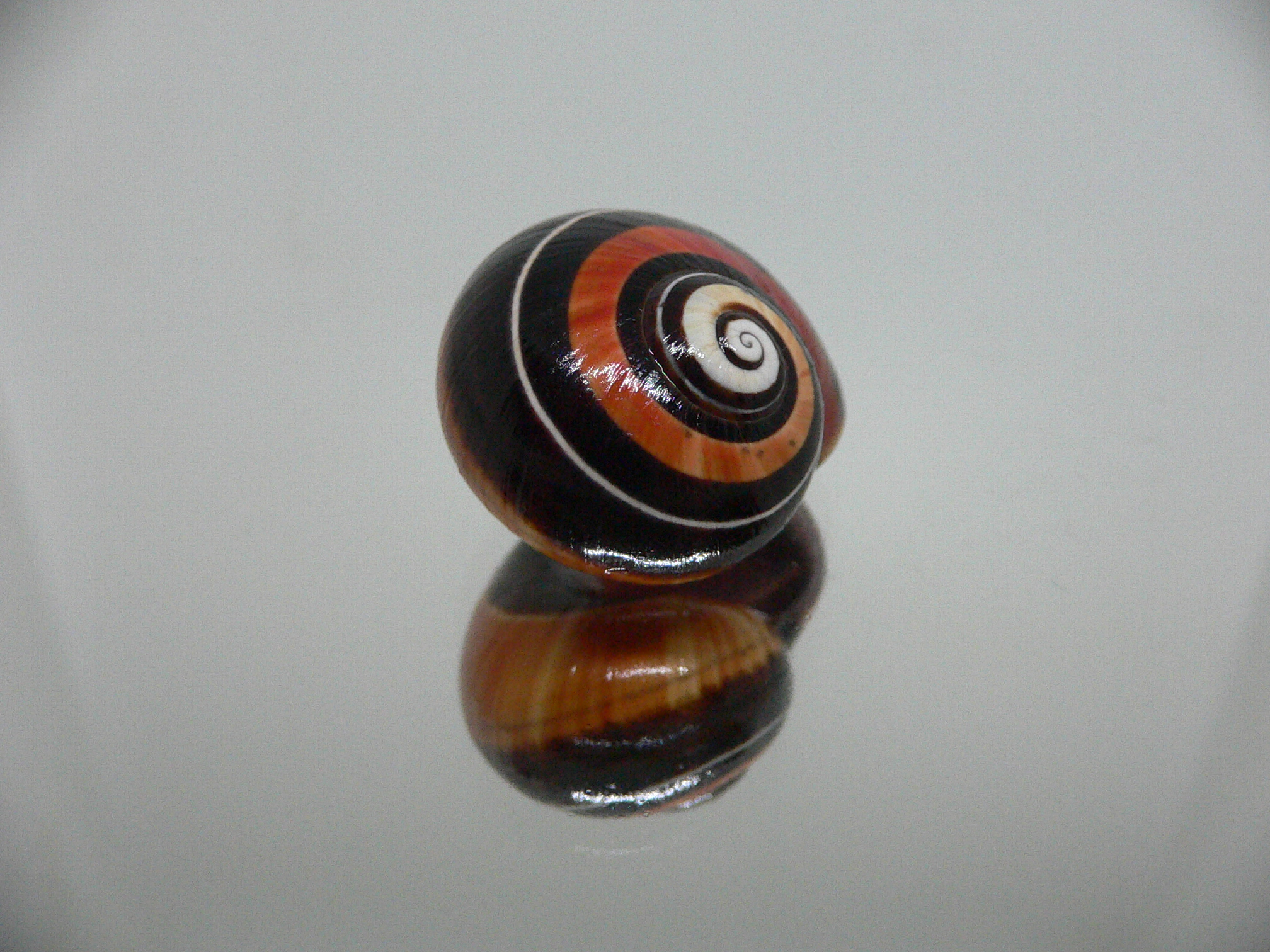 Polymita picta iolimbata SUPER