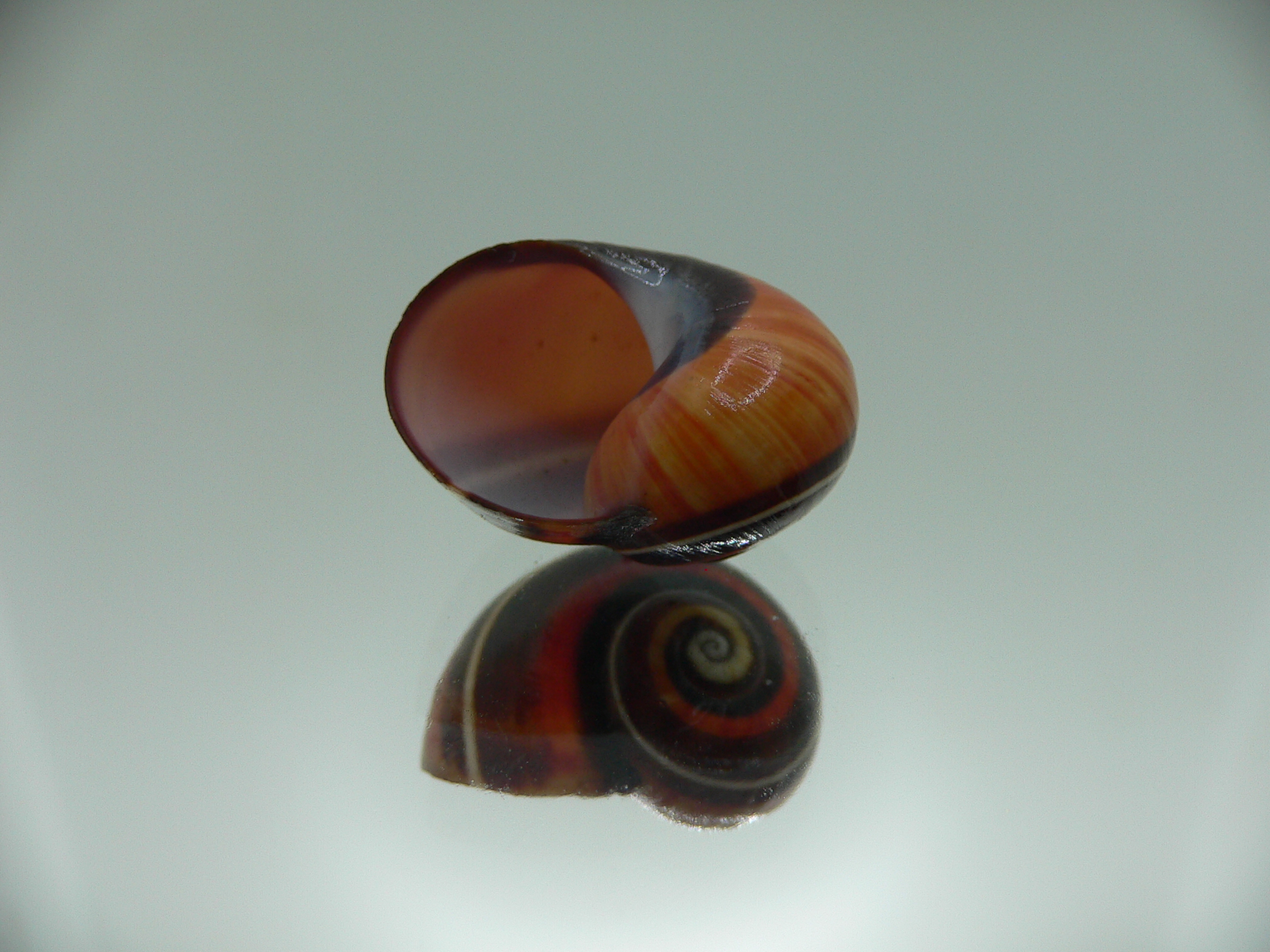 Polymita picta iolimbata SUPER