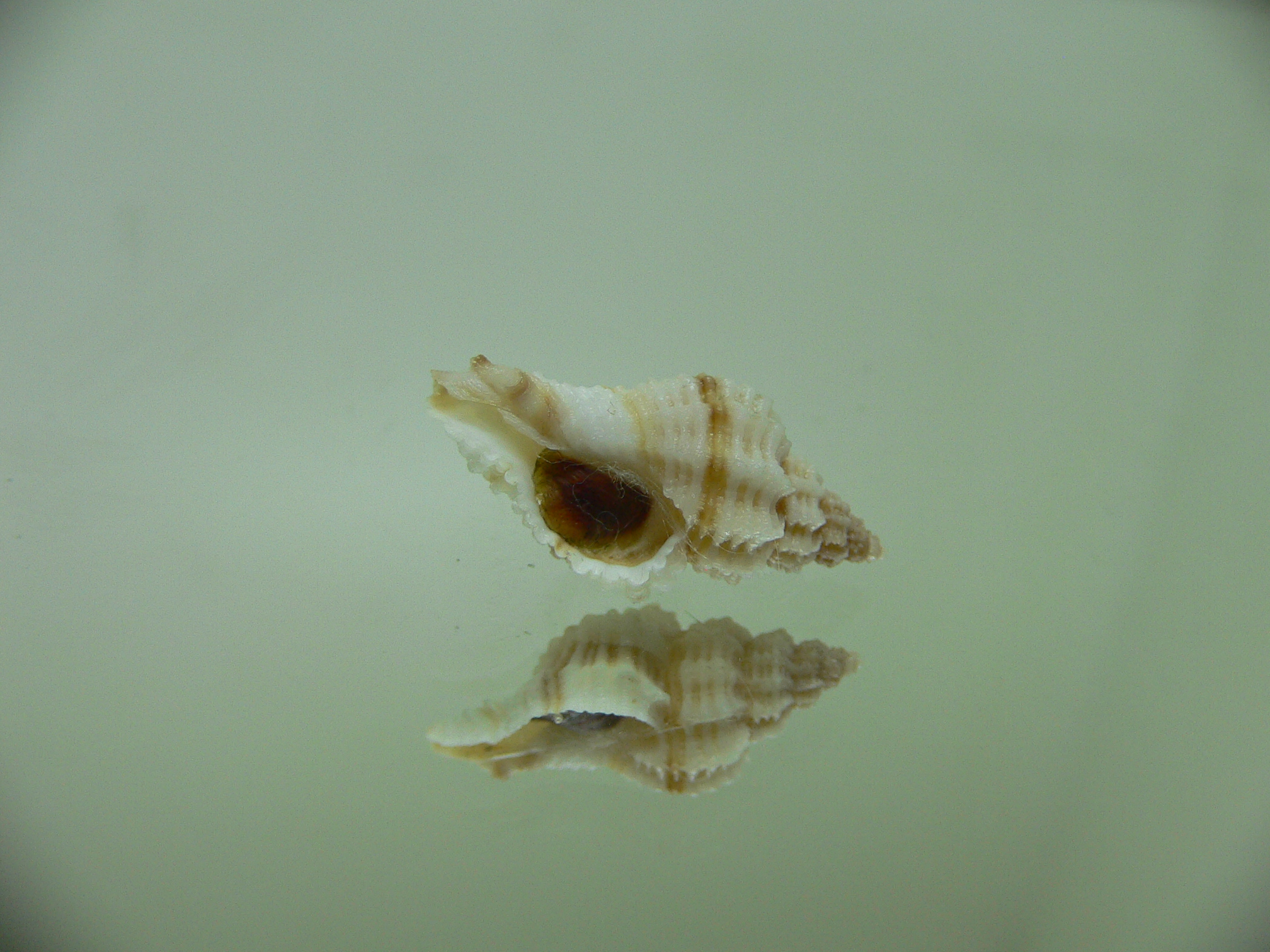 Ocinebrellus lumarius ENDEMIC & RIBBED