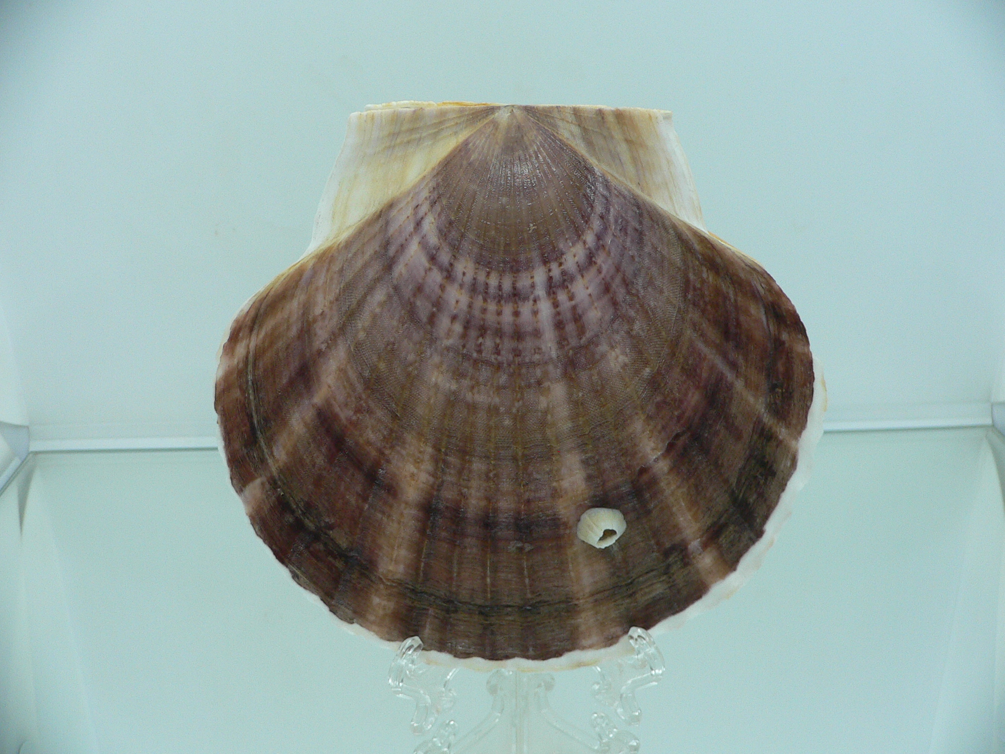 Patinopecten yessoensis FLOWER & WAVY