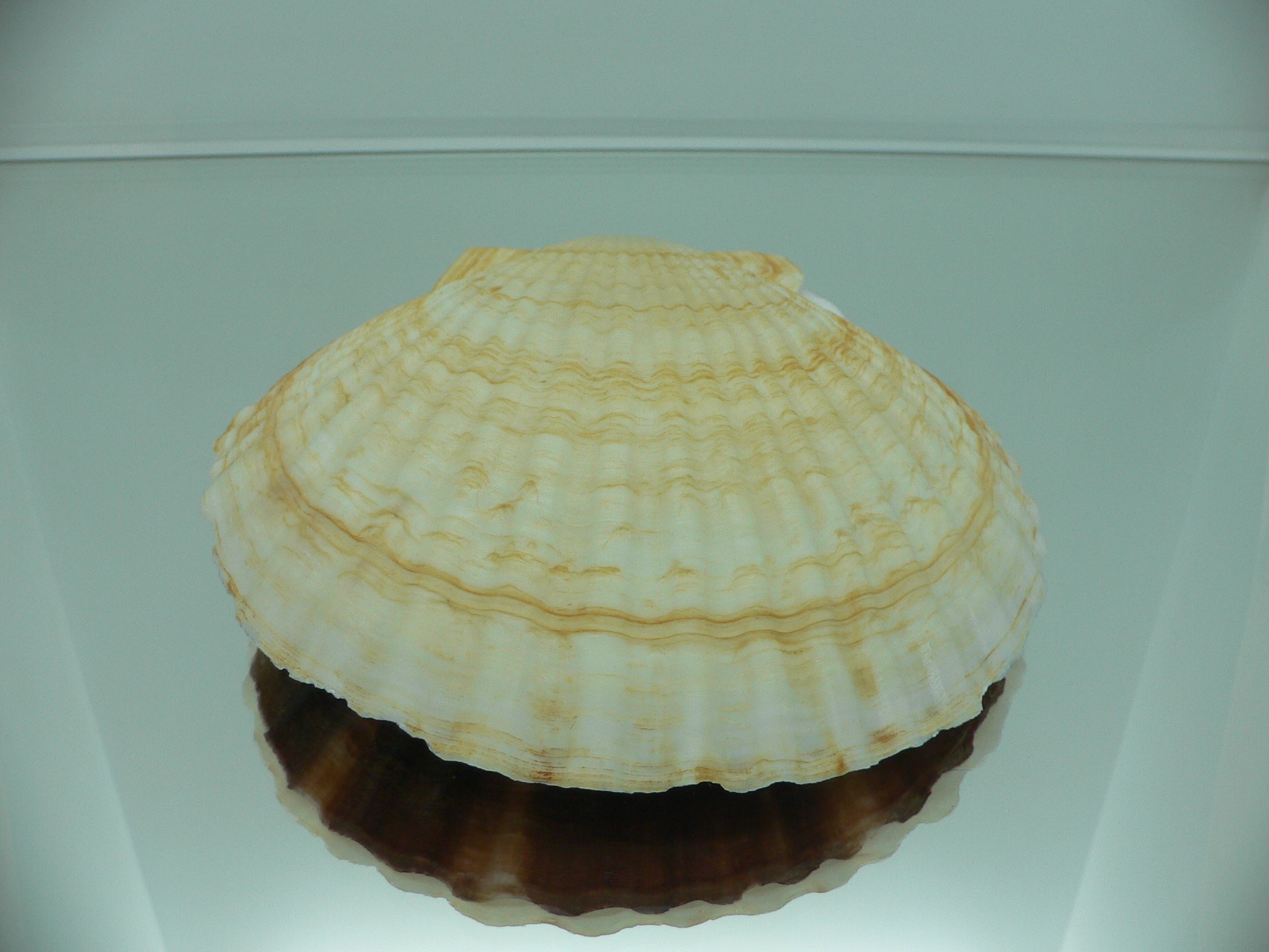 Patinopecten yessoensis FLOWER & WAVY