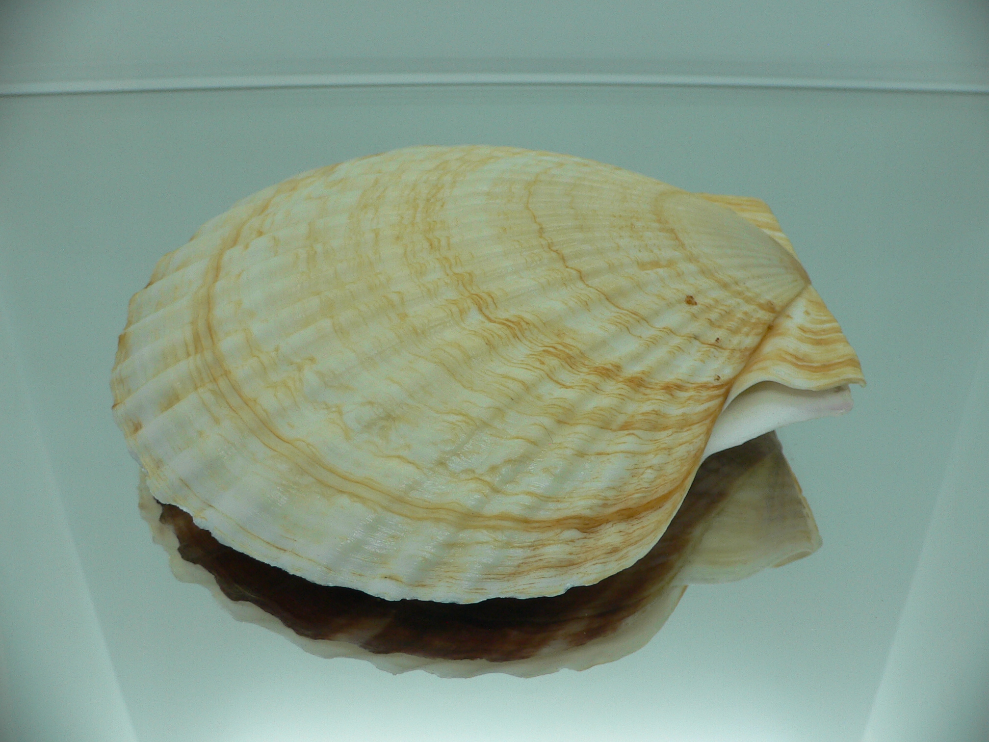 Patinopecten yessoensis FLOWER & WAVY