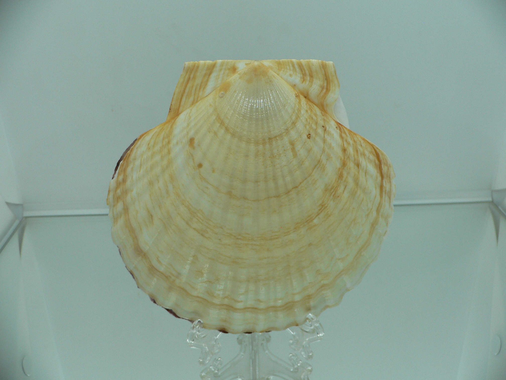 Patinopecten yessoensis FLOWER & WAVY