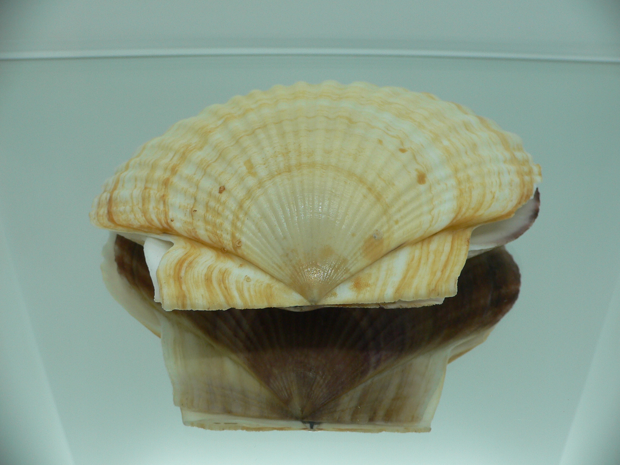 Patinopecten yessoensis FLOWER & WAVY