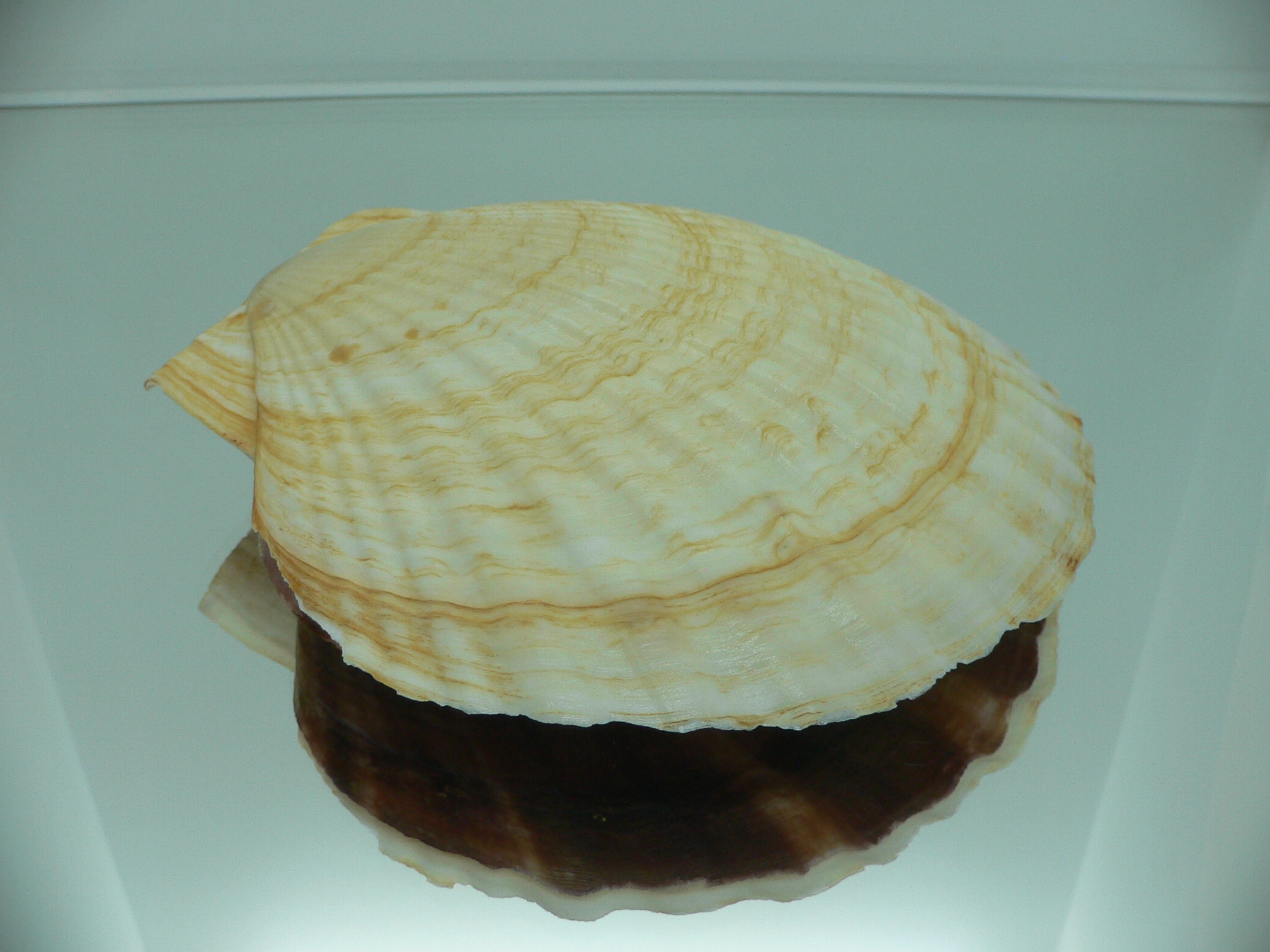 Patinopecten yessoensis FLOWER & WAVY