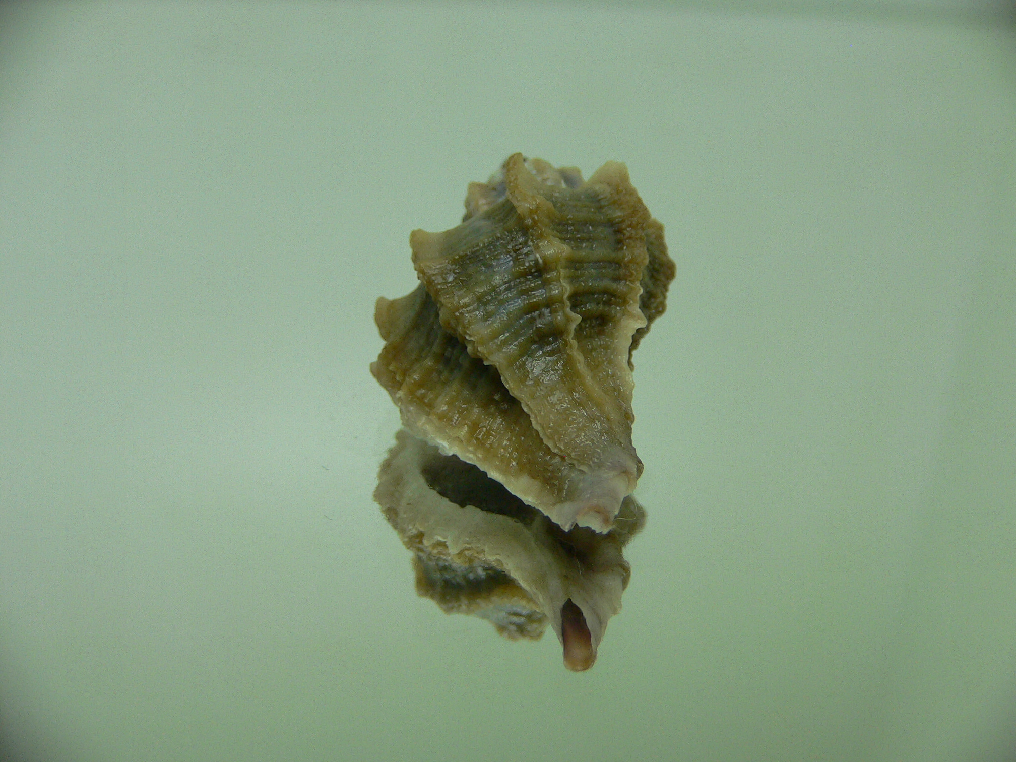 Ocenebra inornata NORTHERN FORM 9