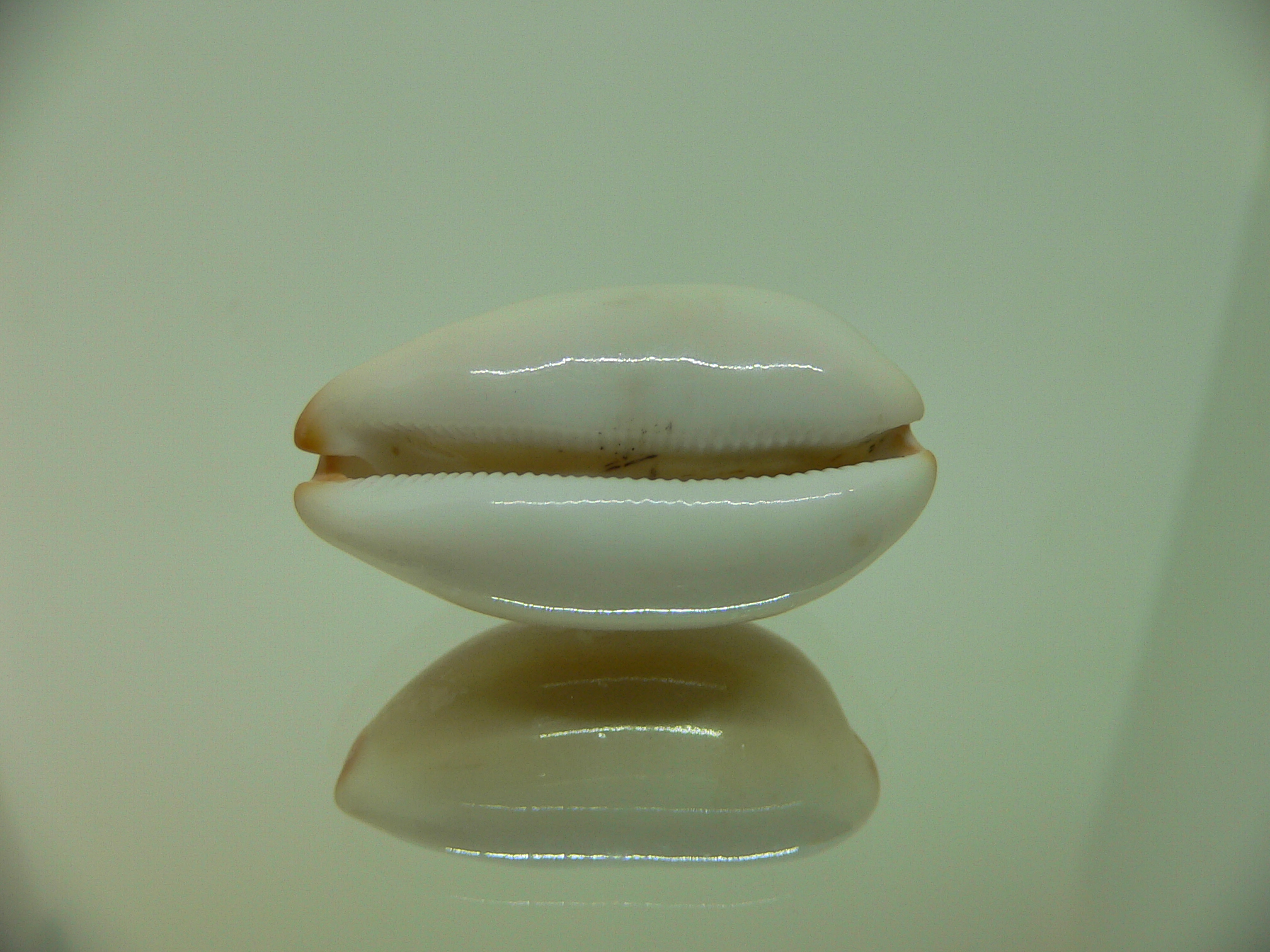 Cypraea isabella gilvella (var.) BIG