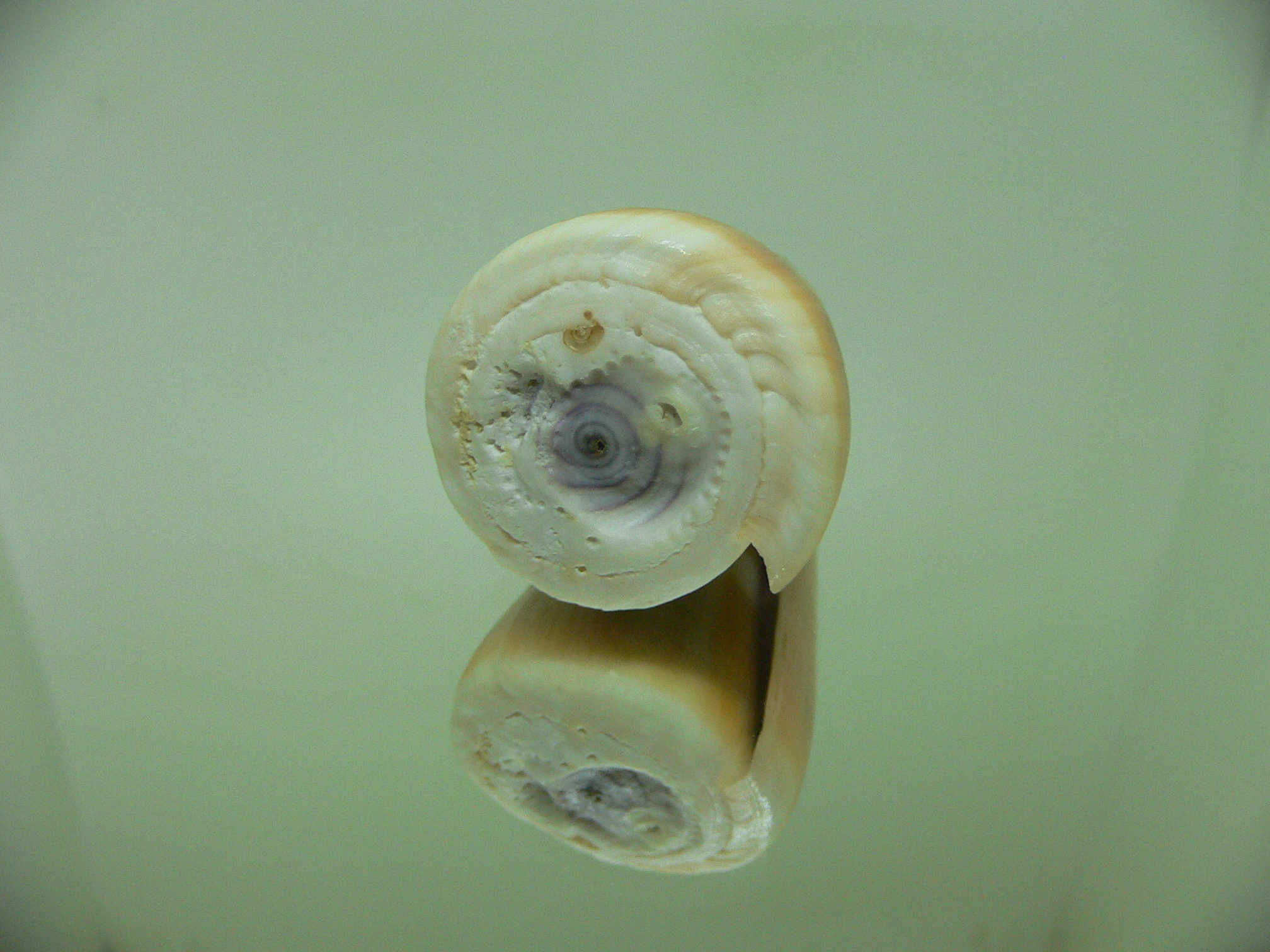 Conus flavidus WHITE STRIP