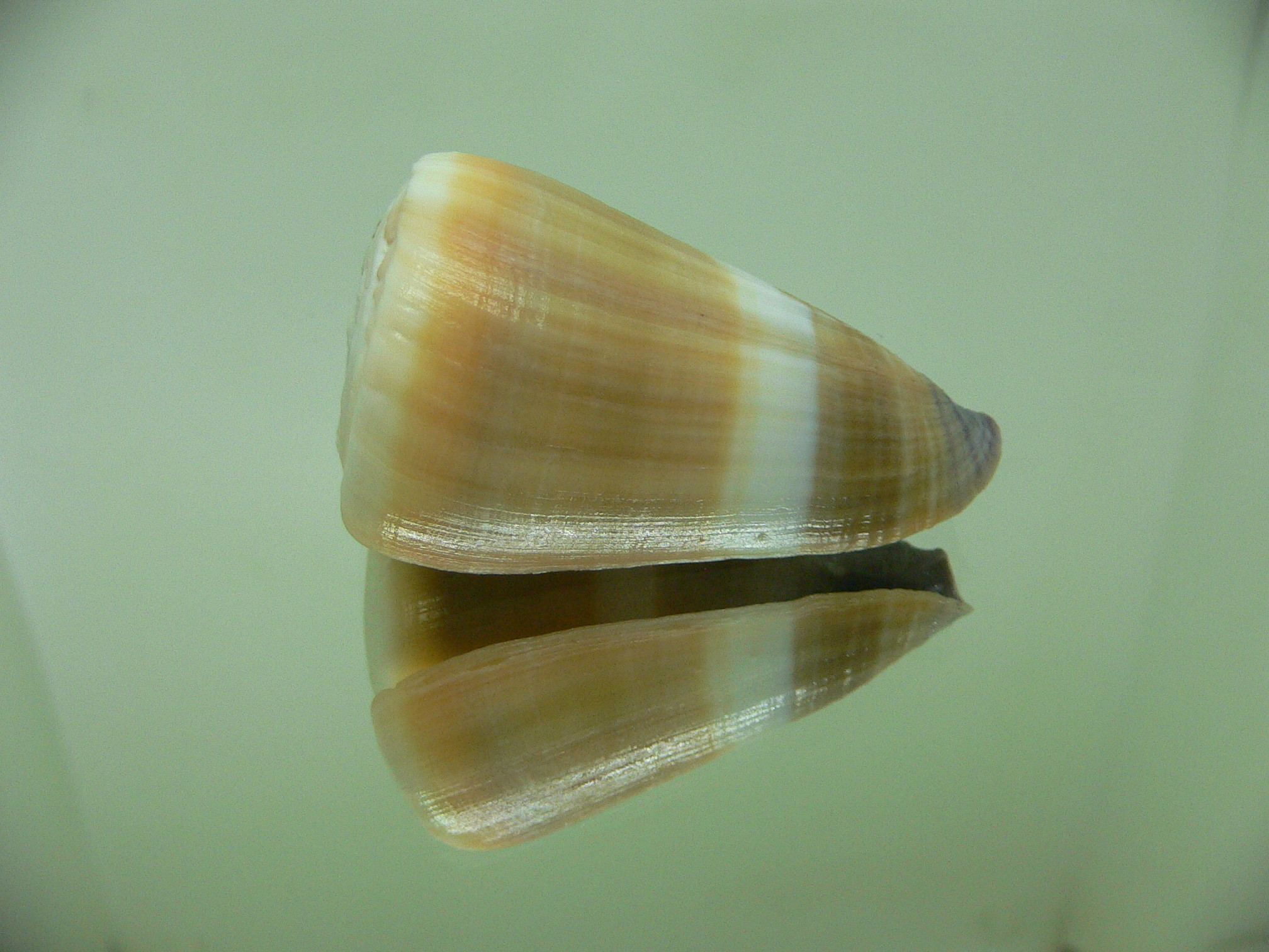 Conus flavidus WHITE STRIP