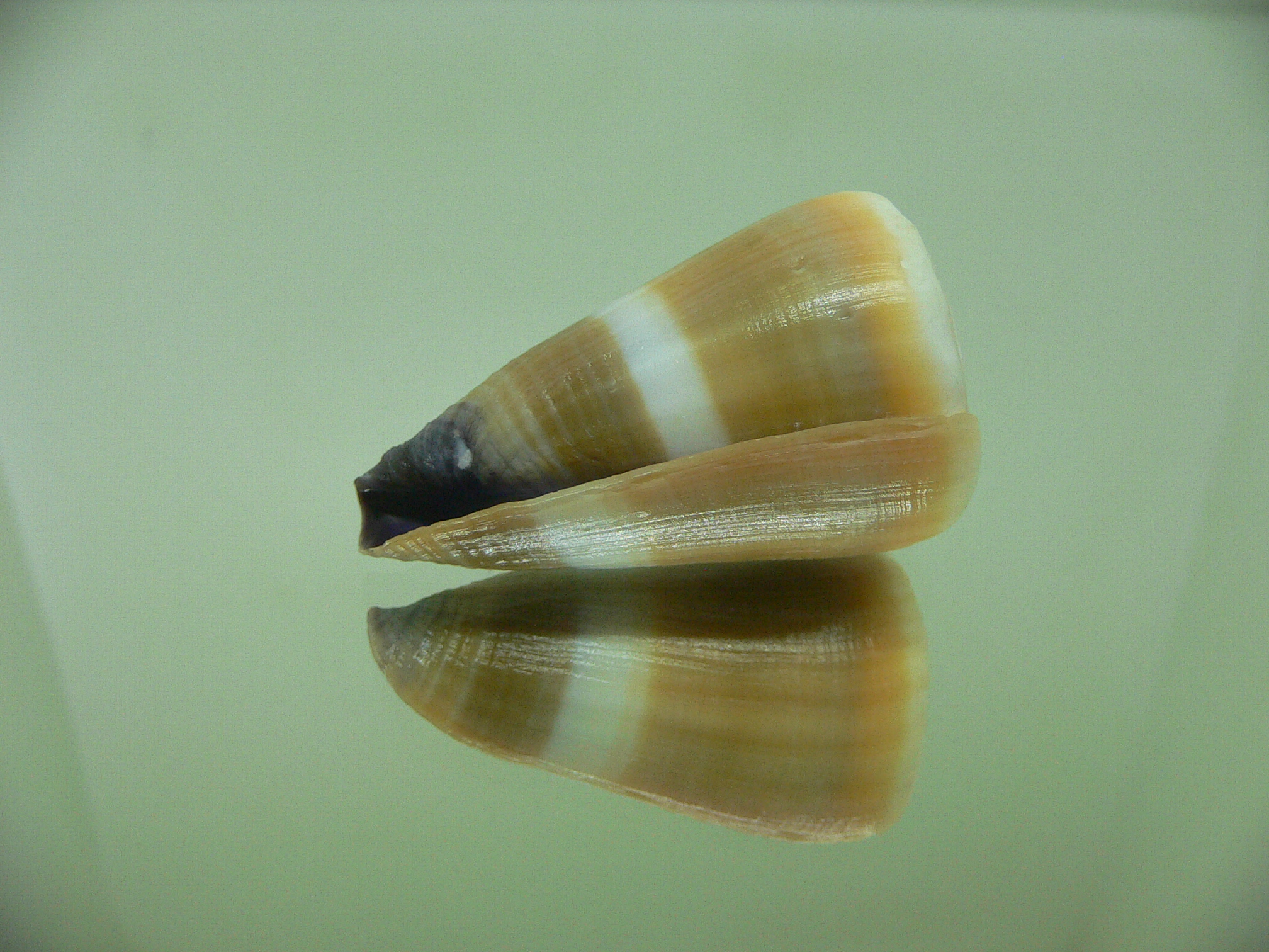 Conus flavidus WHITE STRIP