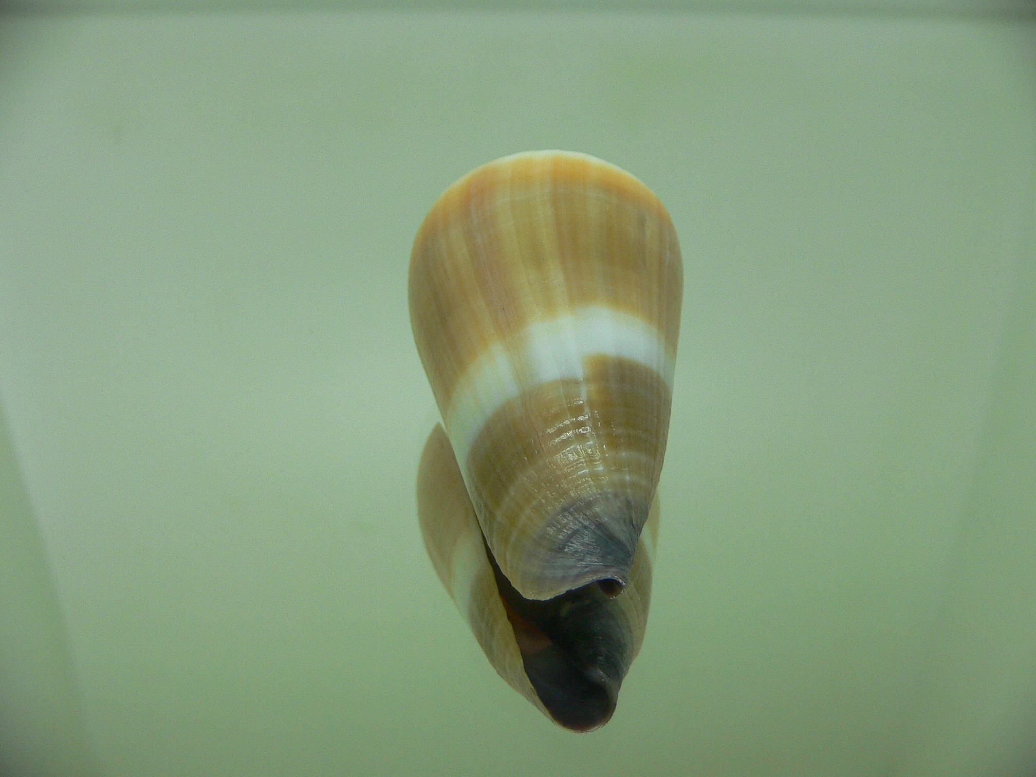 Conus flavidus WHITE STRIP