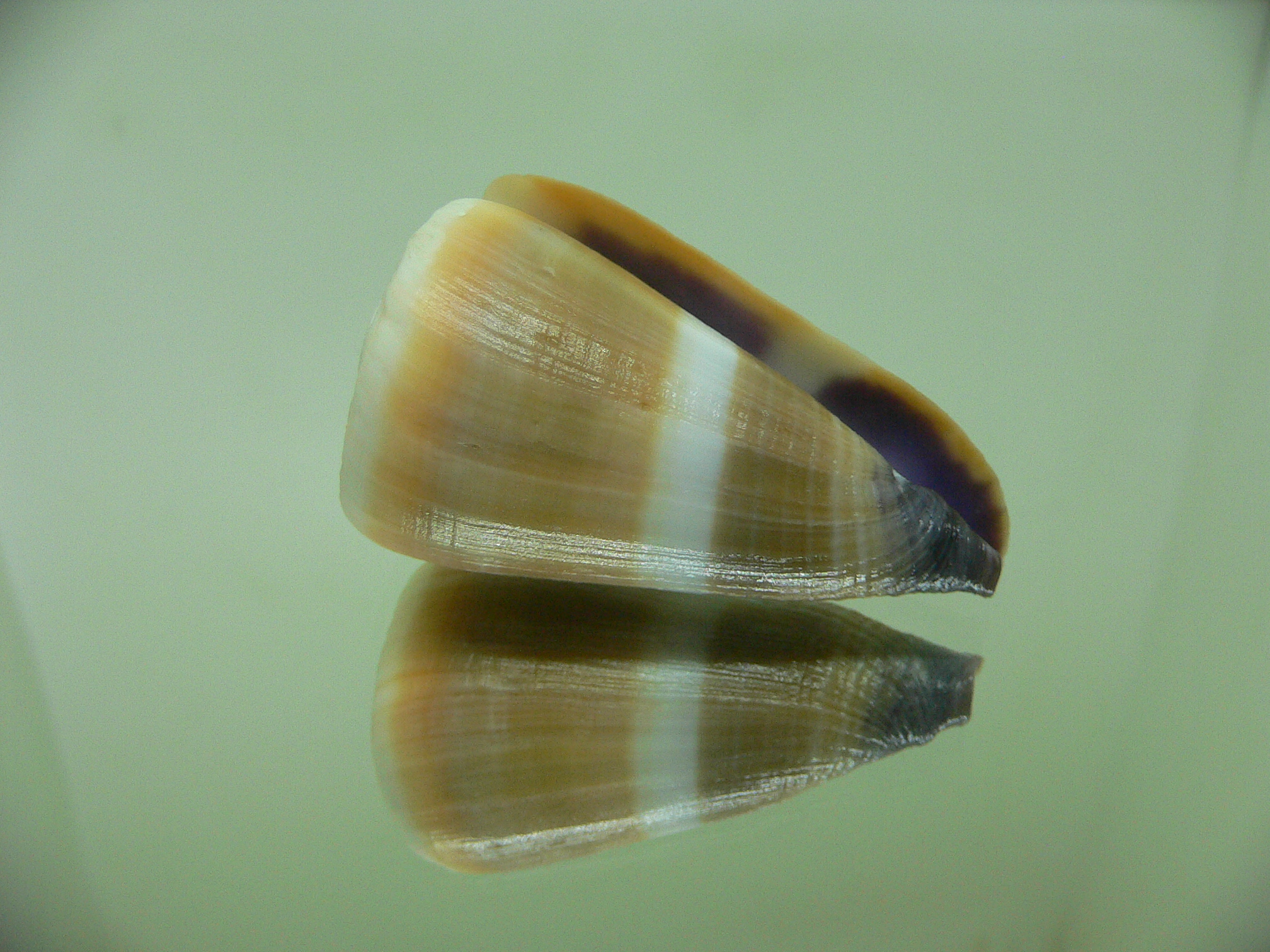 Conus flavidus WHITE STRIP