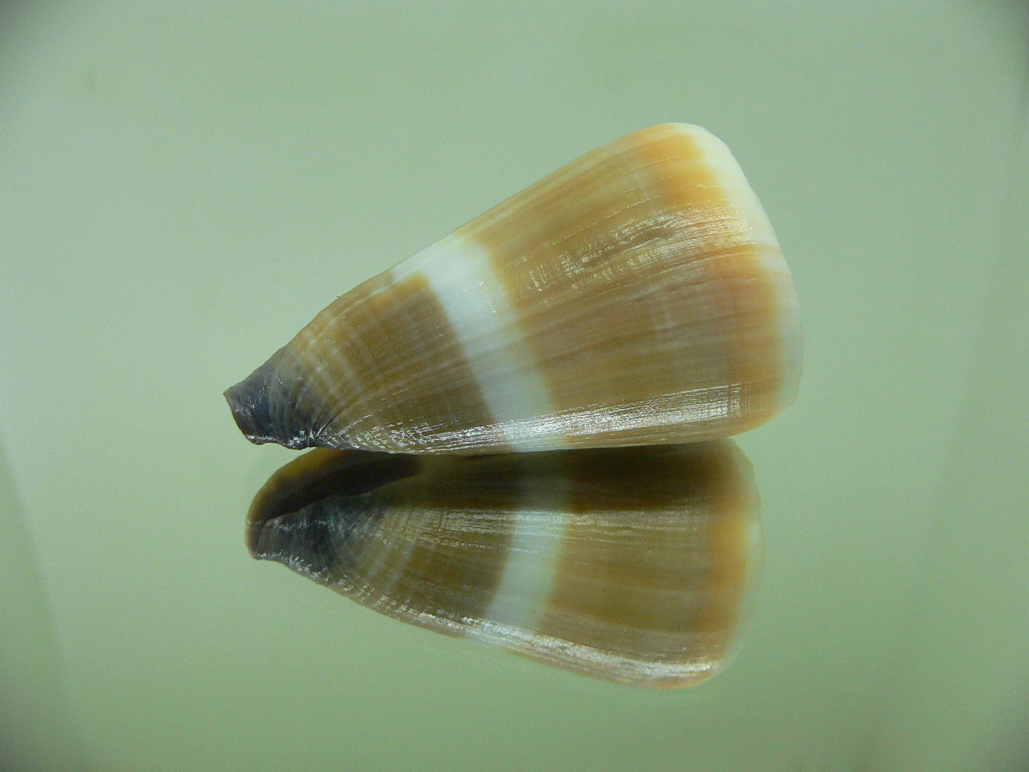 Conus flavidus WHITE STRIP