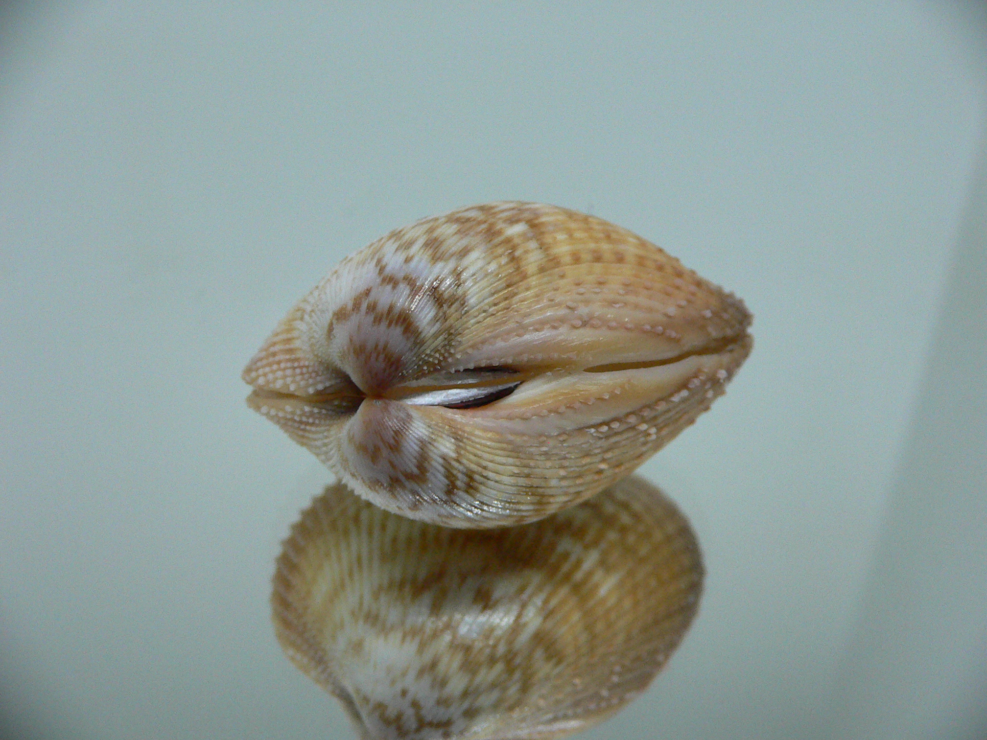 Maoricardium pseudolatum COLORS