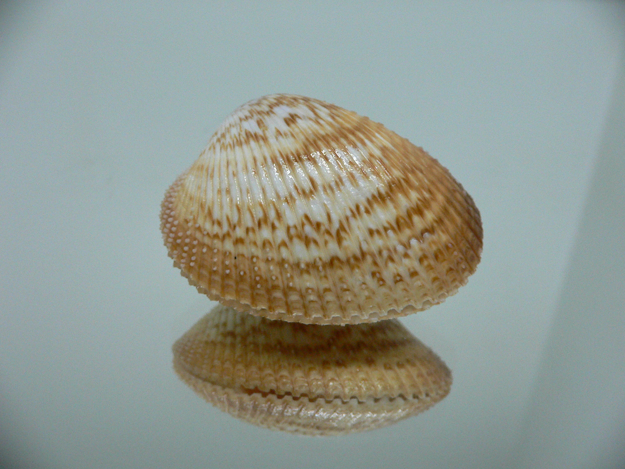 Maoricardium pseudolatum COLORS