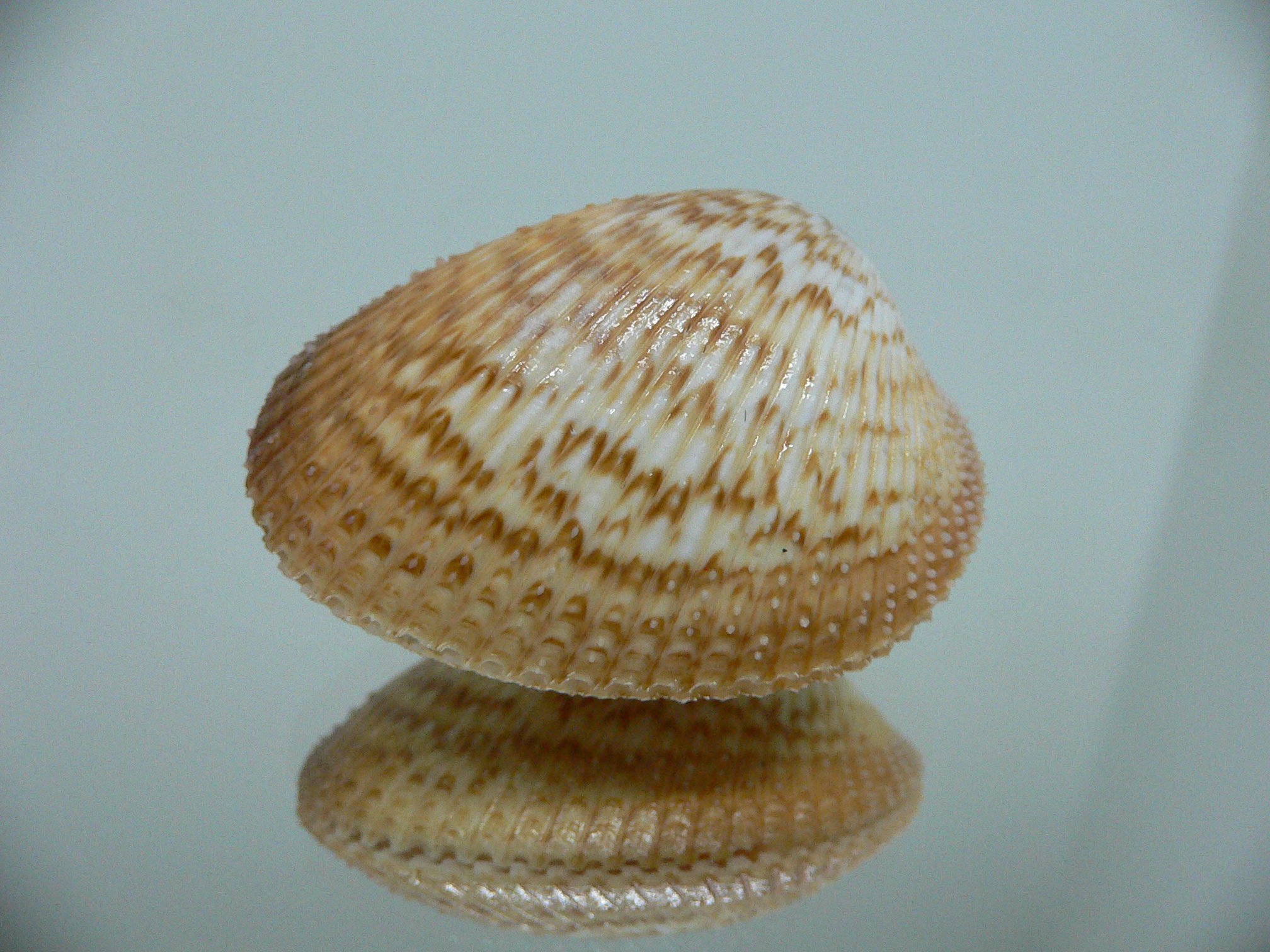 Maoricardium pseudolatum COLORS