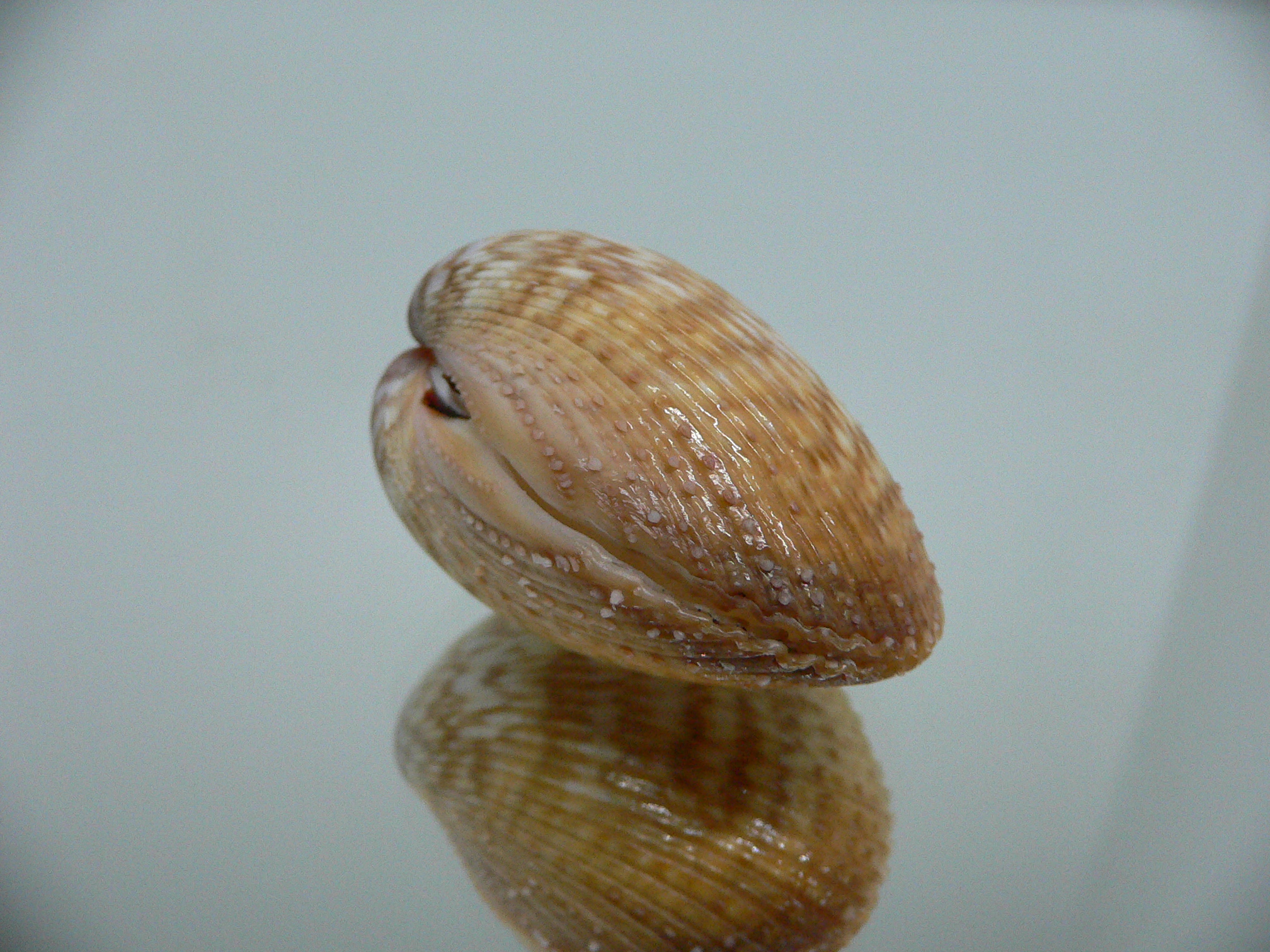 Maoricardium pseudolatum COLORS