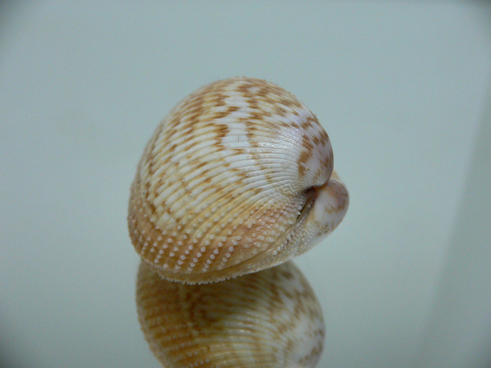 Maoricardium pseudolatum COLORS