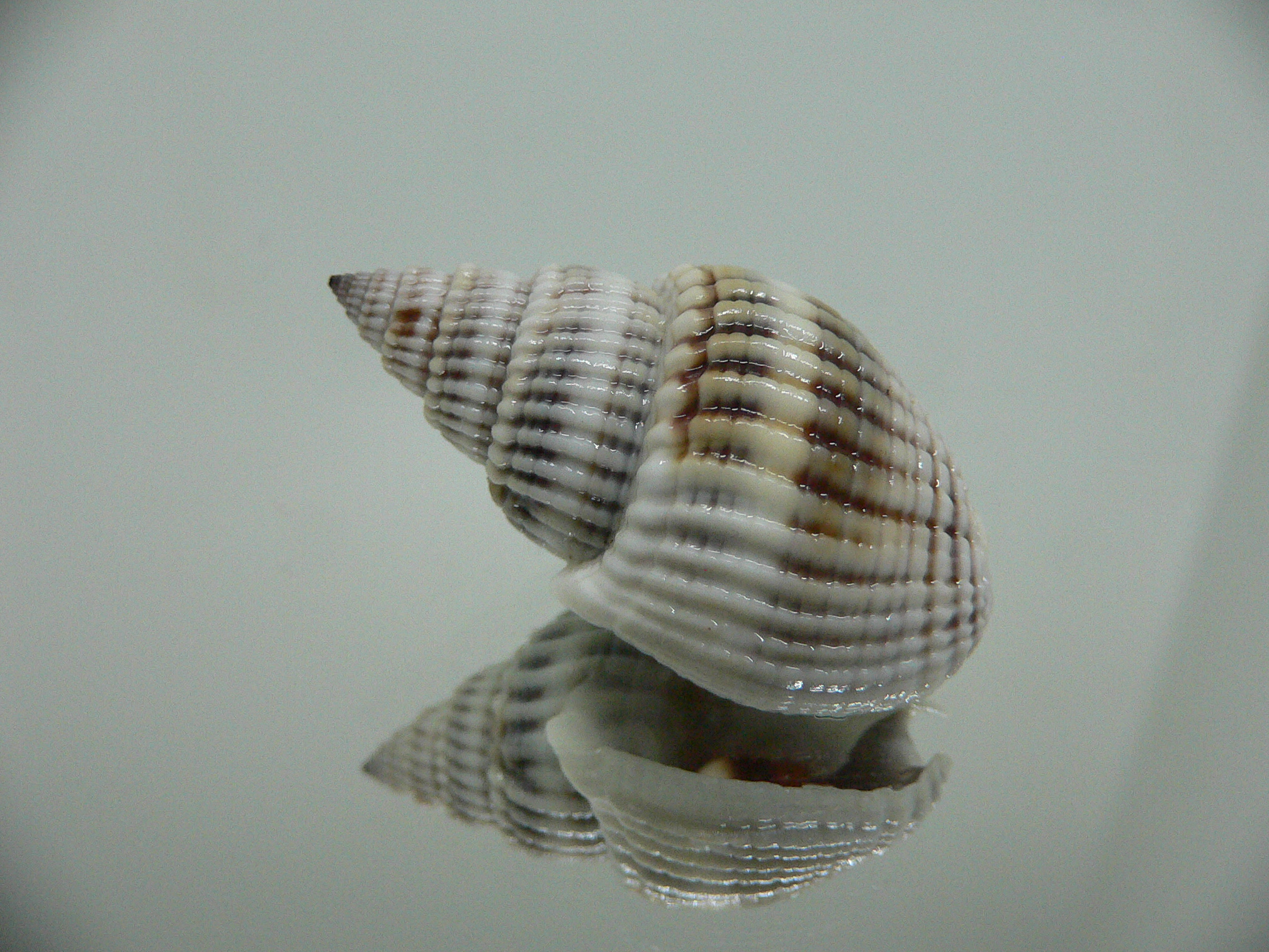 Nassarius livescens LIGHT GIANT