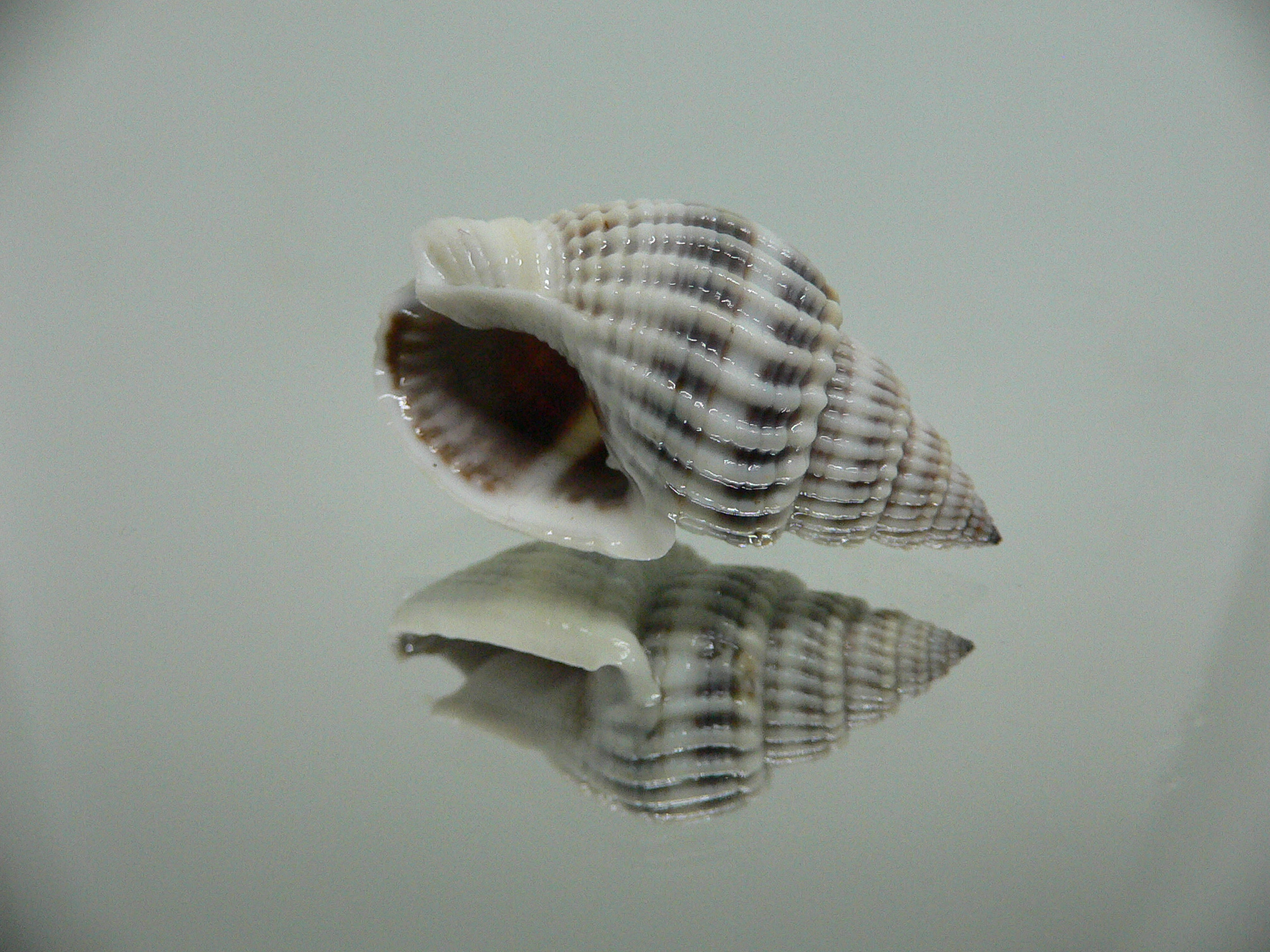 Nassarius livescens LIGHT GIANT